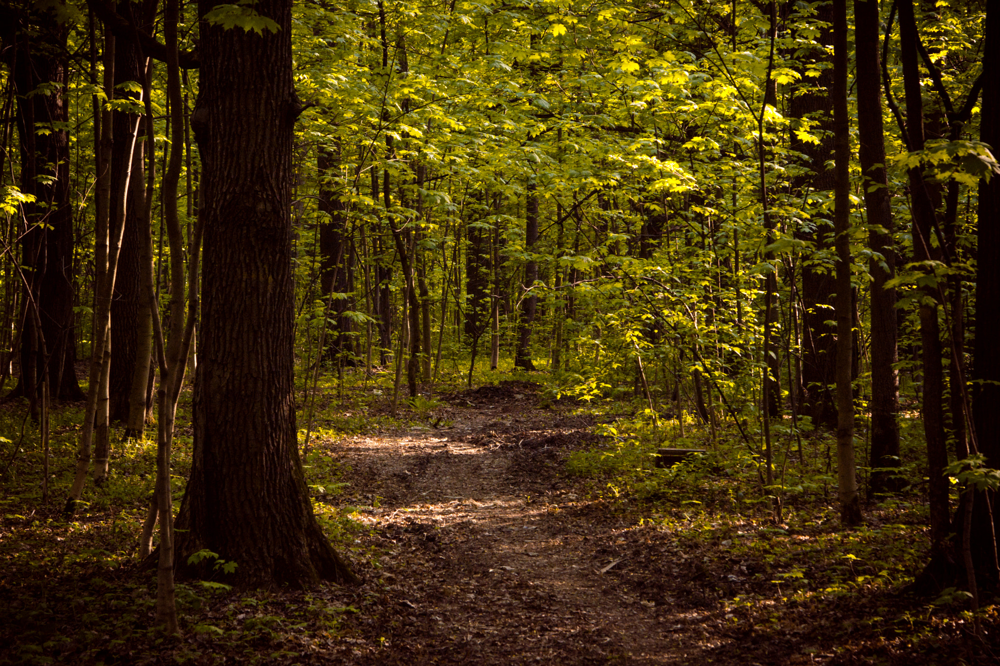 Sony SLT-A77 sample photo. The path in the park photography