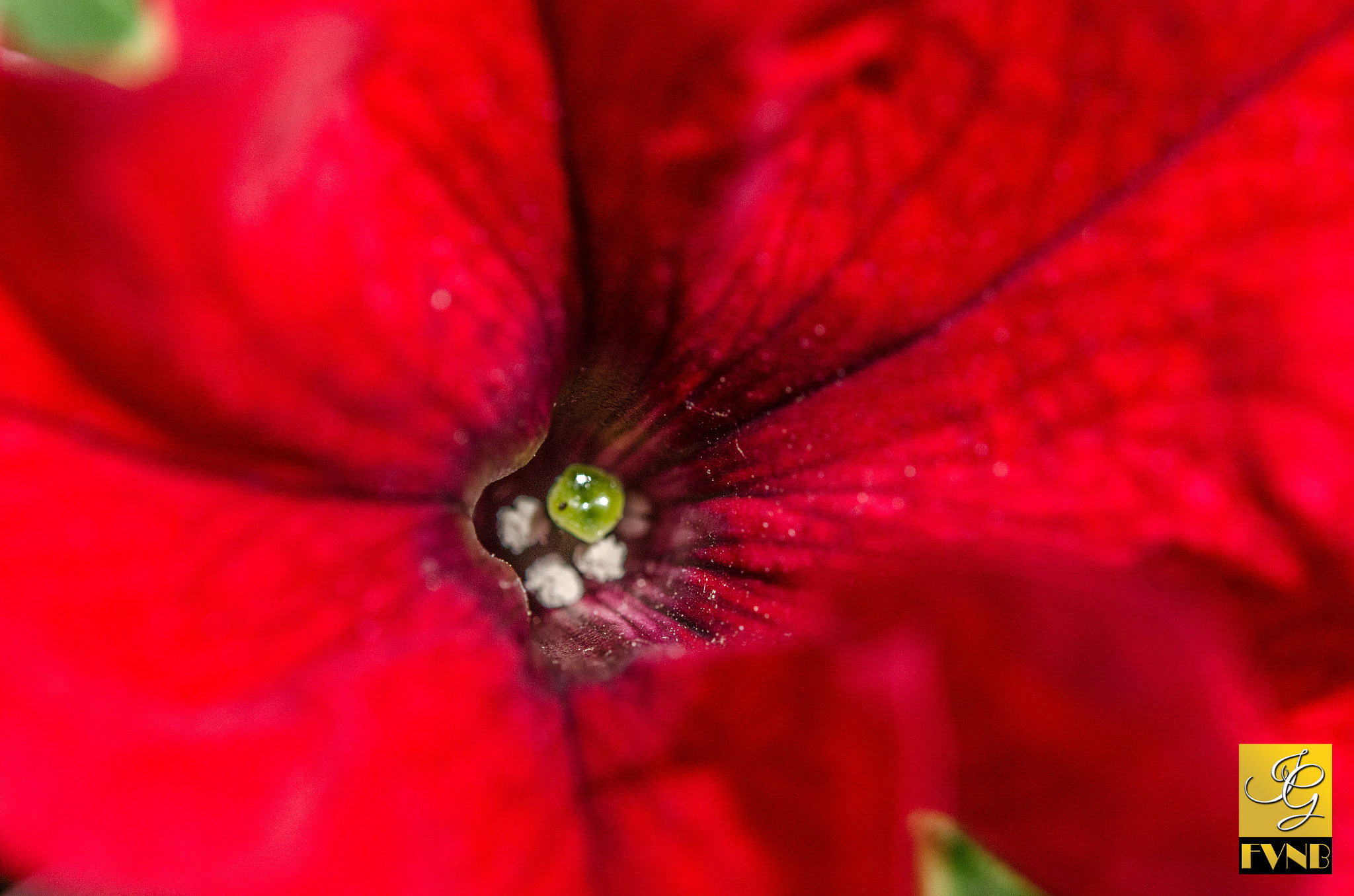 Nikon AF-S Micro-Nikkor 60mm F2.8G ED sample photo. Red pearl petunia photography