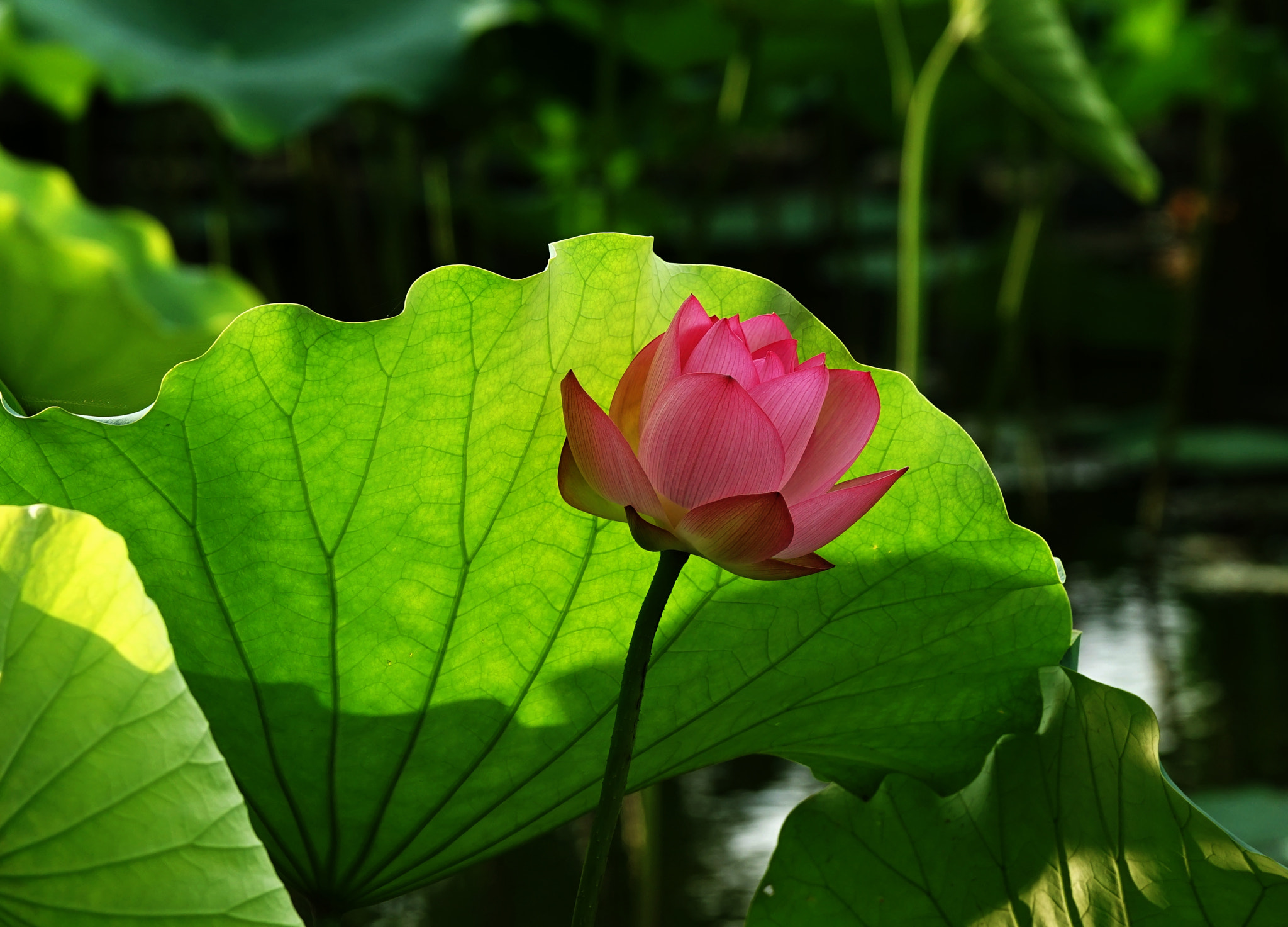 Sony 70-400mm F4-5.6 G SSM II sample photo. Untitled photography