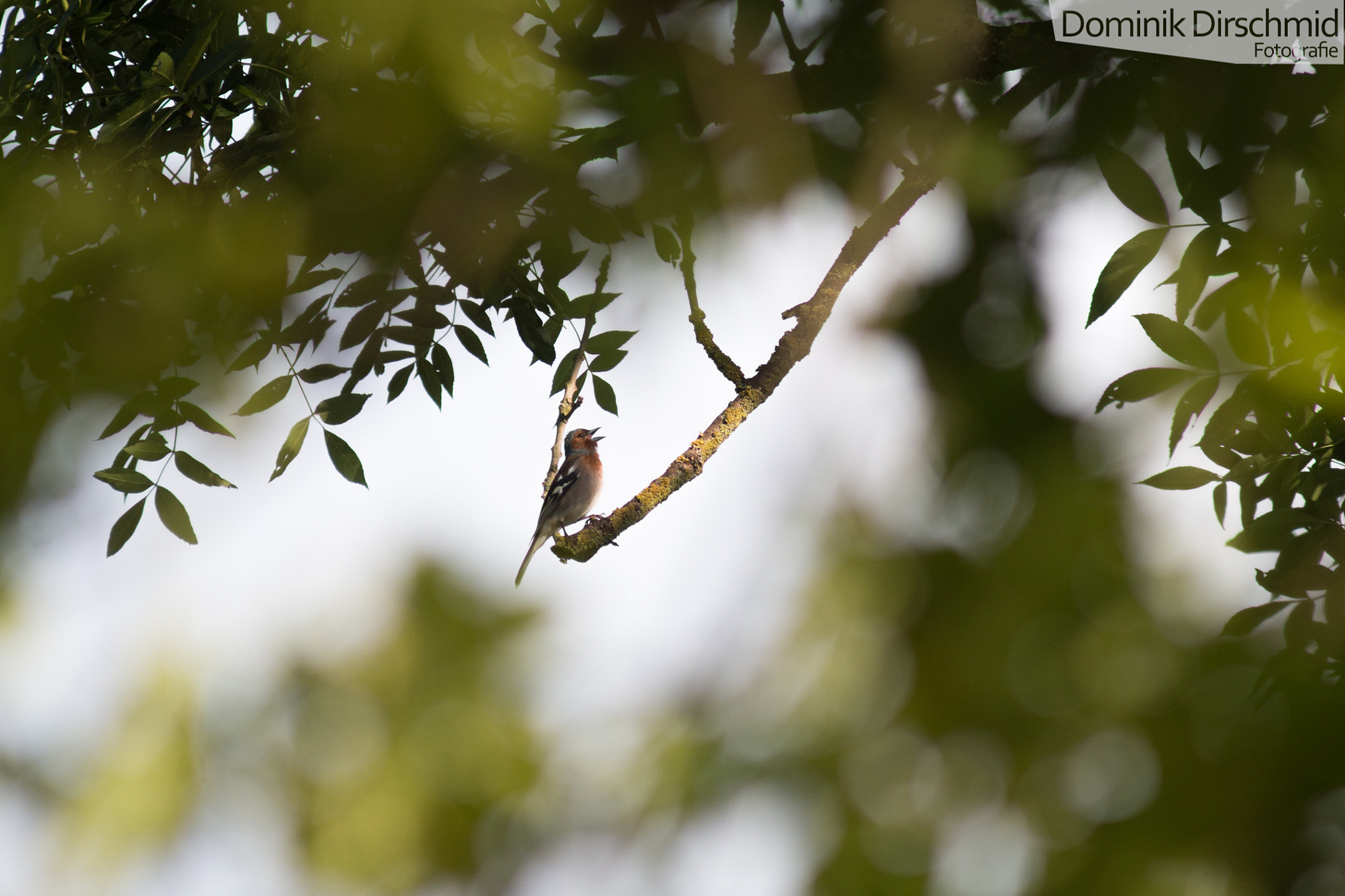 Canon EOS 70D + Canon EF 300mm F4L IS USM sample photo. Chaffinch photography