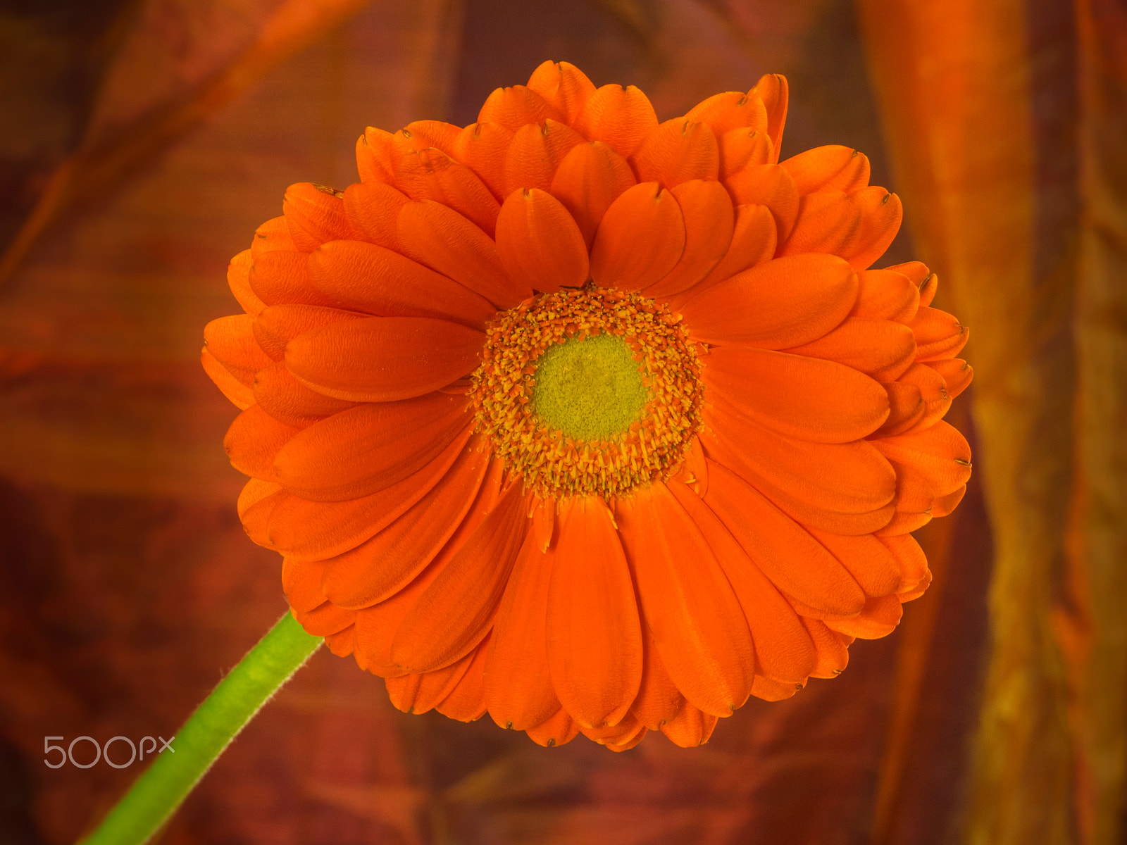 Olympus M.Zuiko Digital 14-42mm F3.5-5.6 II R sample photo. Orange gerbera daisy in bloom photography