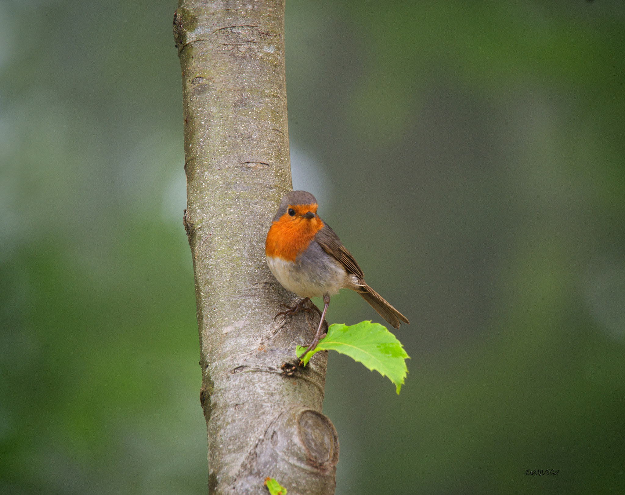 Minolta AF 300mm F2.8 HS-APO G sample photo. Peti photography