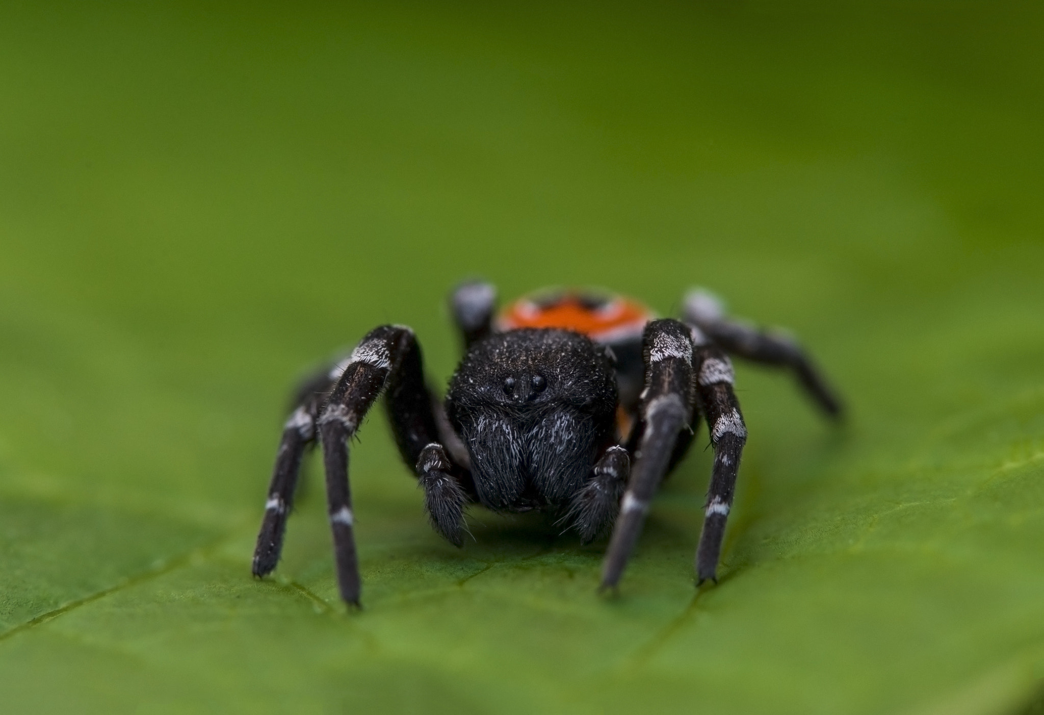 Sigma 105mm F2.8 EX DG OS HSM sample photo. Redbutt spider (genera eresus) photography