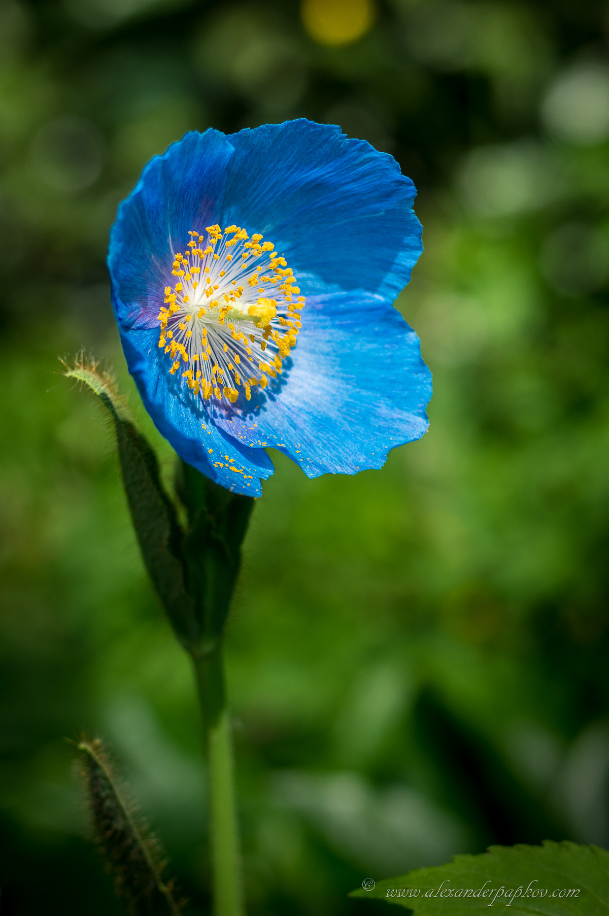 Pentax K-3 + Pentax smc DA* 55mm F1.4 SDM sample photo. Untitled photography