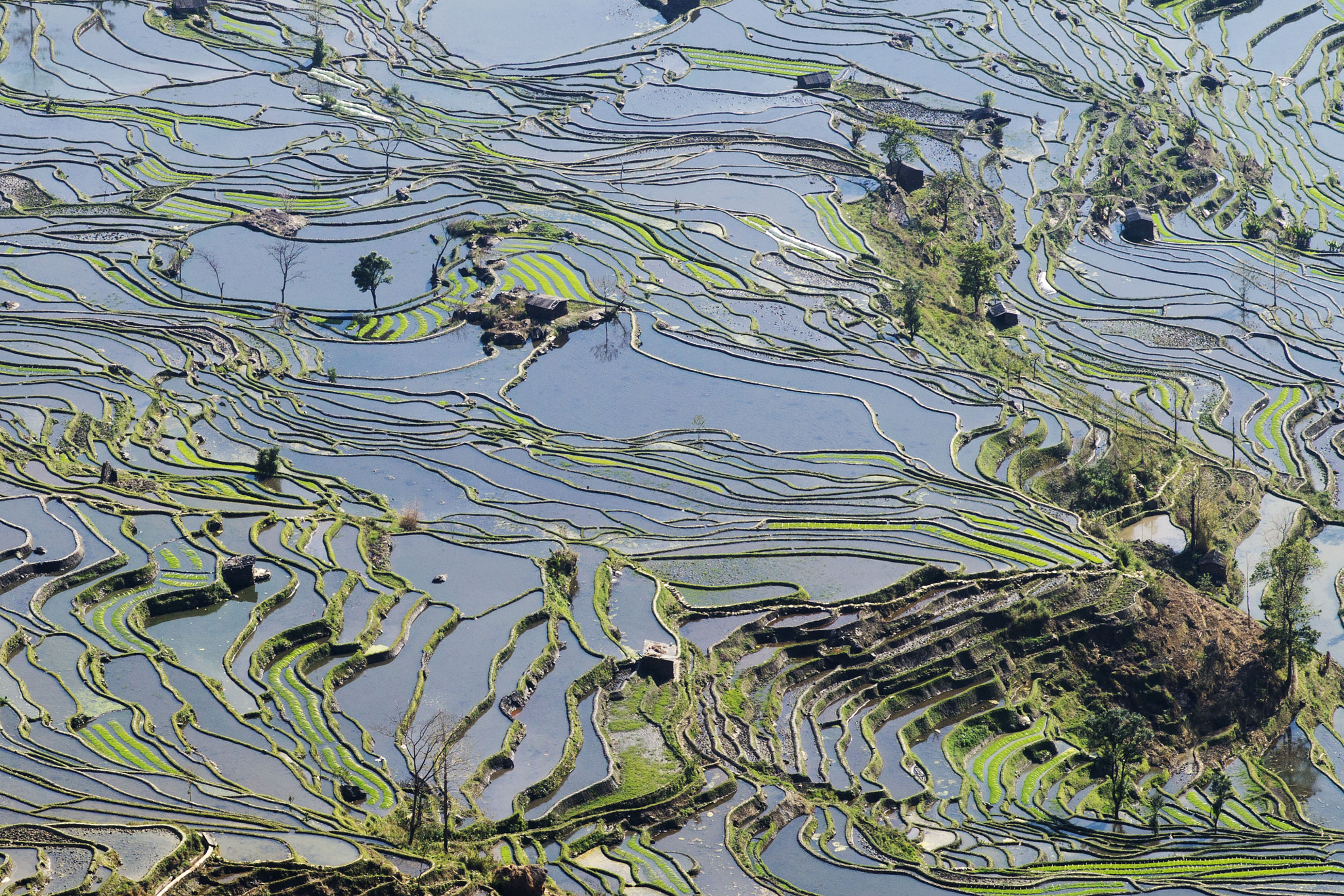 Sony Alpha a3000 + Sony 100mm F2.8 Macro sample photo. Rice terraces photography