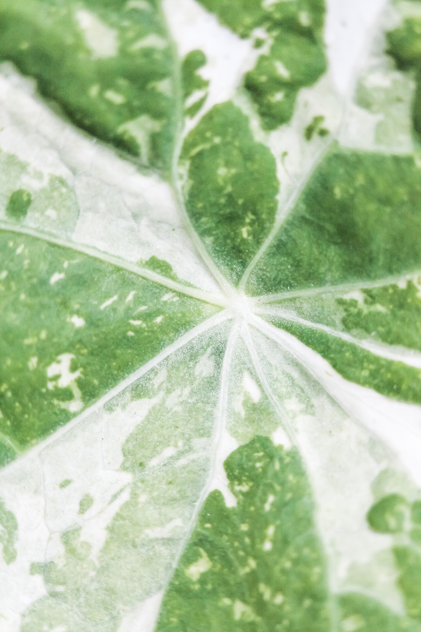 Canon EF 100mm F2.8 Macro USM sample photo. Pattern of nasturtium photography