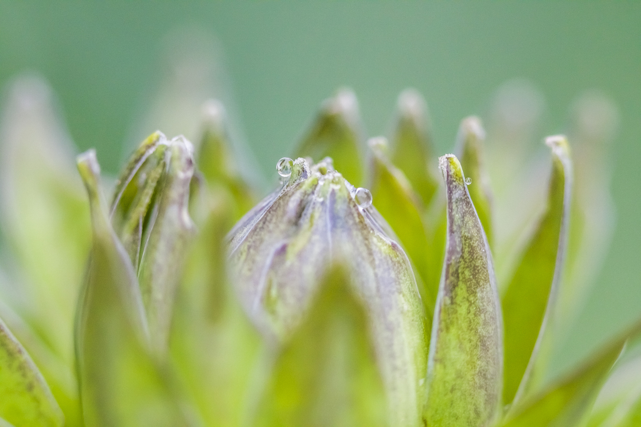 Canon EF 100mm F2.8 Macro USM sample photo. Hosta bud iii photography