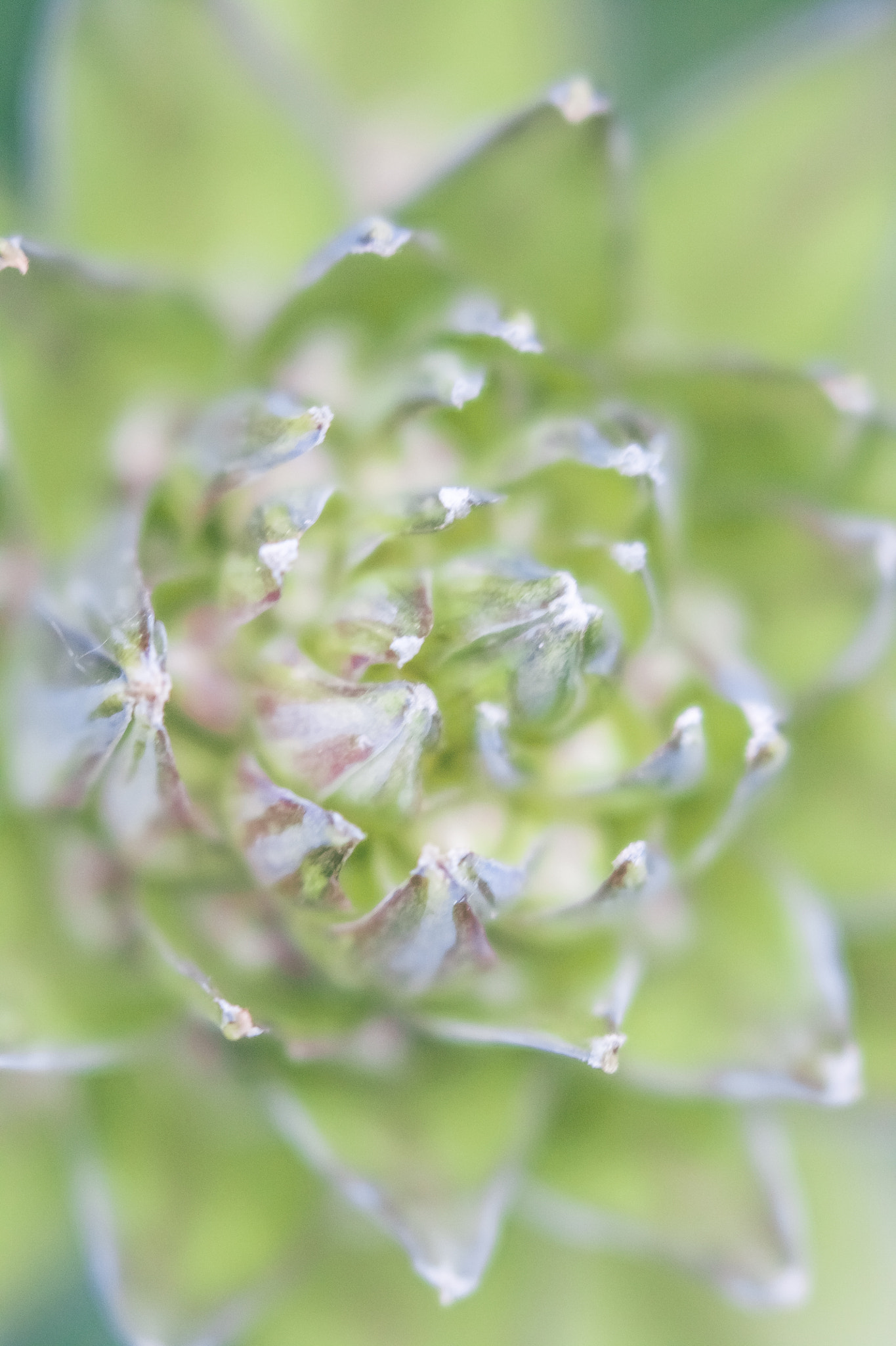 Canon EF 100mm F2.8 Macro USM sample photo. Hosta bud ii photography