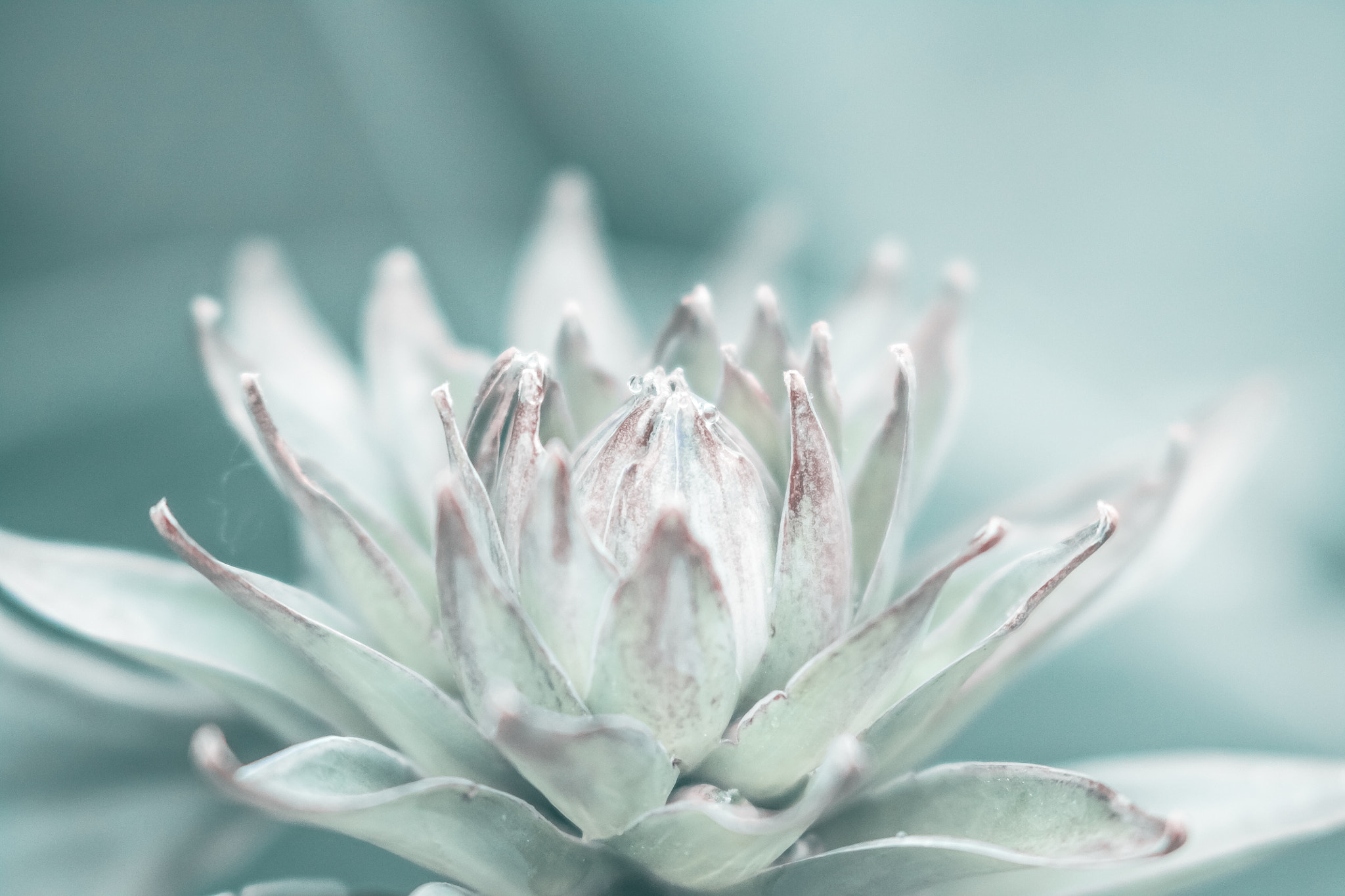Canon EF 100mm F2.8 Macro USM sample photo. Hosta bud photography