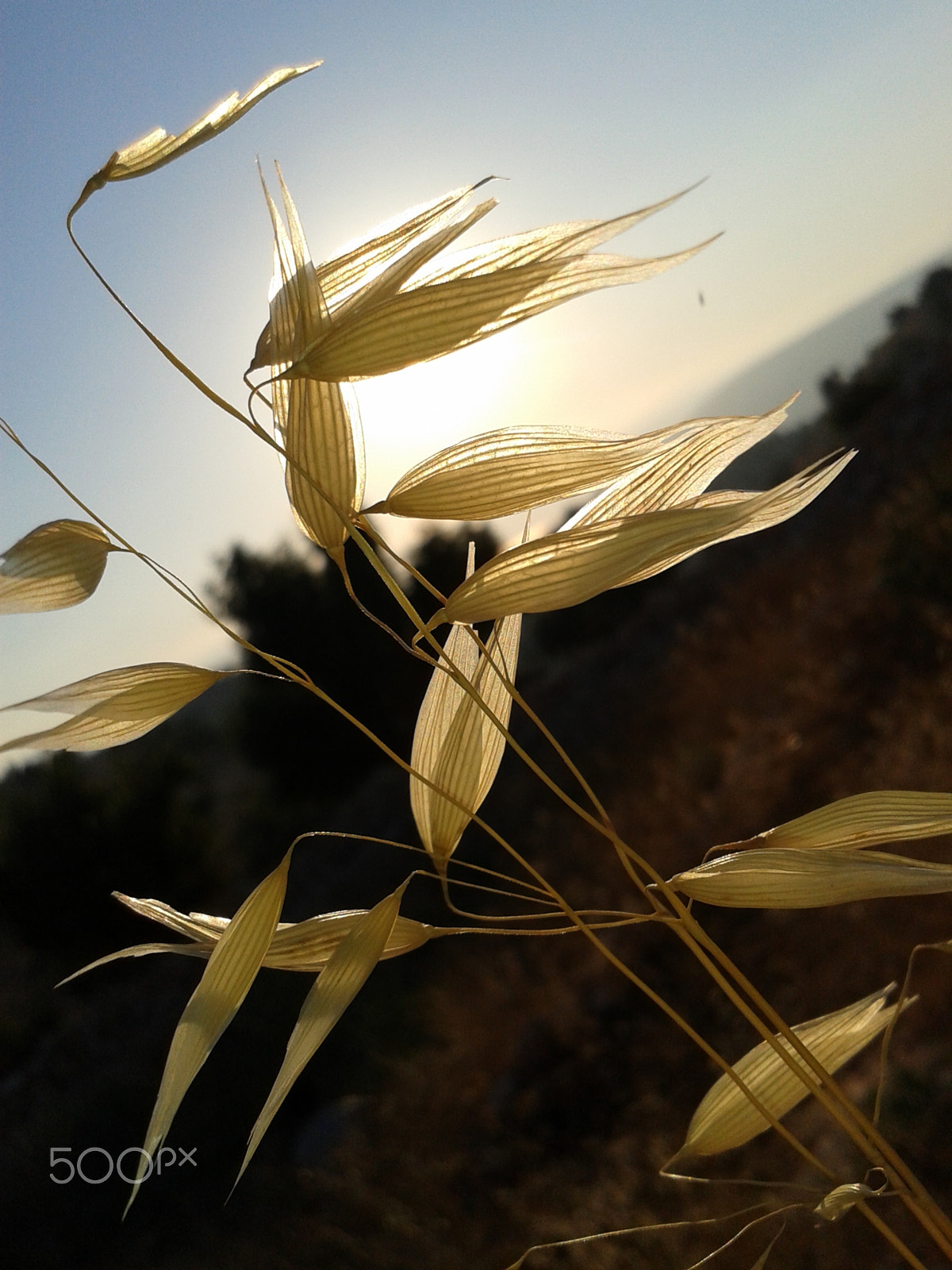 Samsung Galaxy S DUOS sample photo. Sun photography