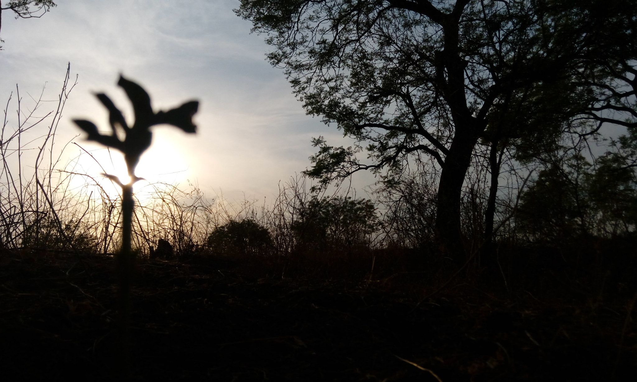 HTC DESIRE 820G PLUS DUAL SIM sample photo. Sunset behind a little plant photography
