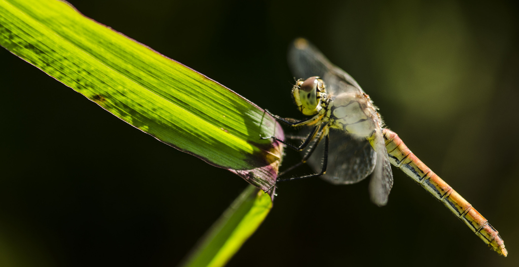 Nikon D5100 + Sigma 105mm F2.8 EX DG Macro sample photo. Dragonfly photography
