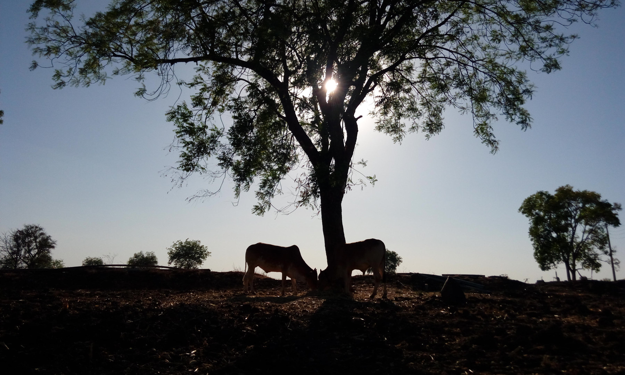 HTC DESIRE 820G PLUS DUAL SIM sample photo. Sunset in village photography