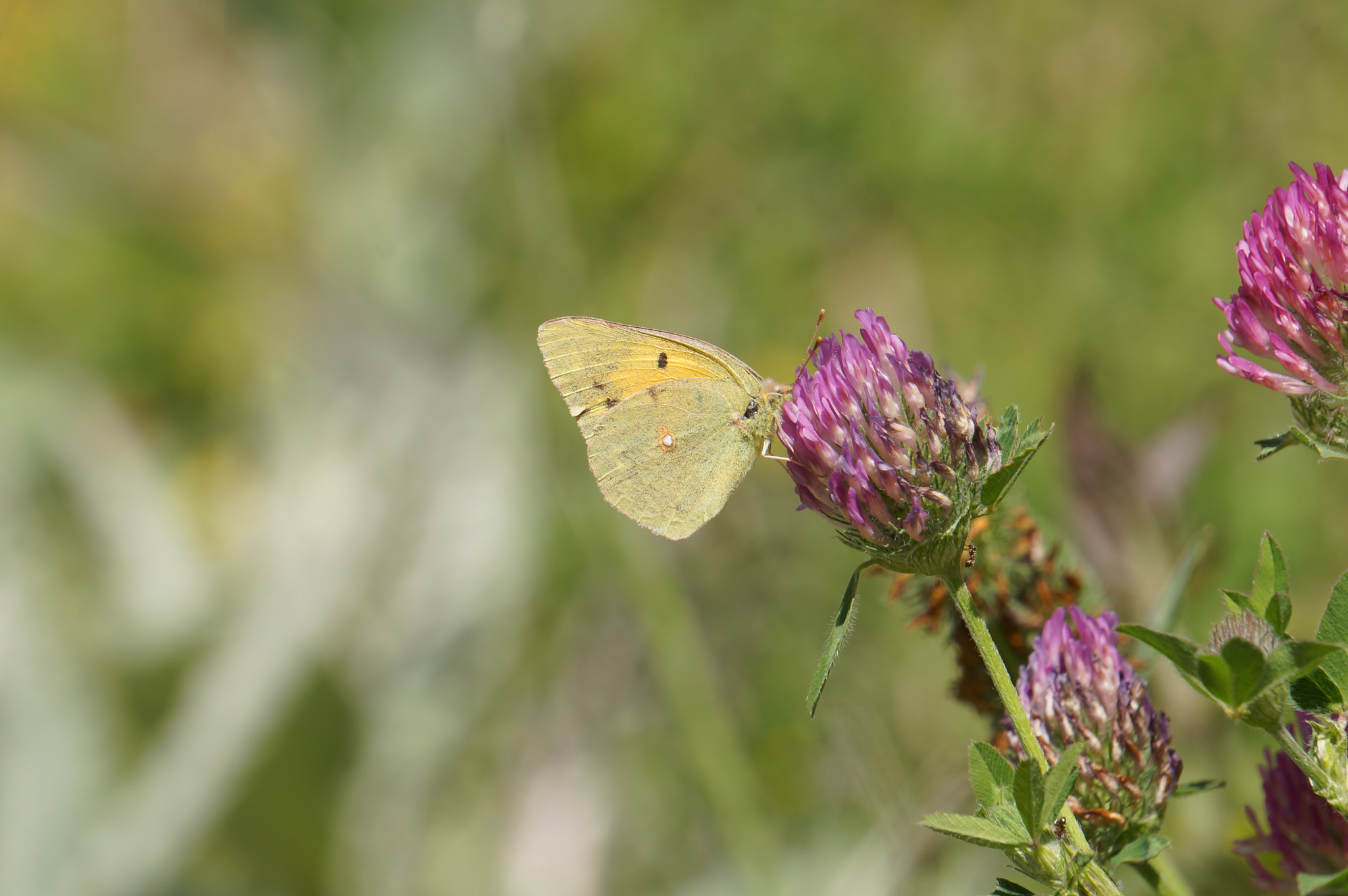 Sony Alpha NEX-5R sample photo. Colias croceus (sarı azamet) photography