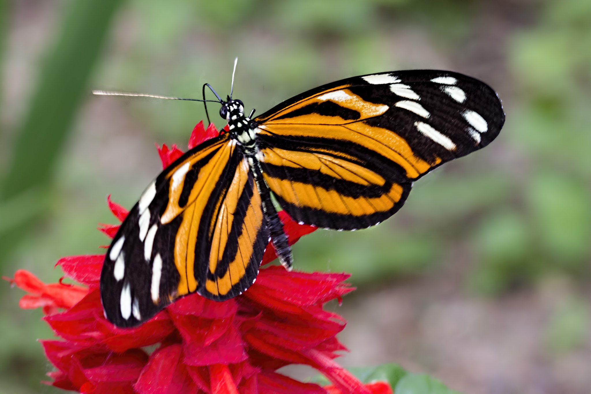 Canon EOS 700D (EOS Rebel T5i / EOS Kiss X7i) + Tamron SP AF 90mm F2.8 Di Macro sample photo. Flying tiger photography