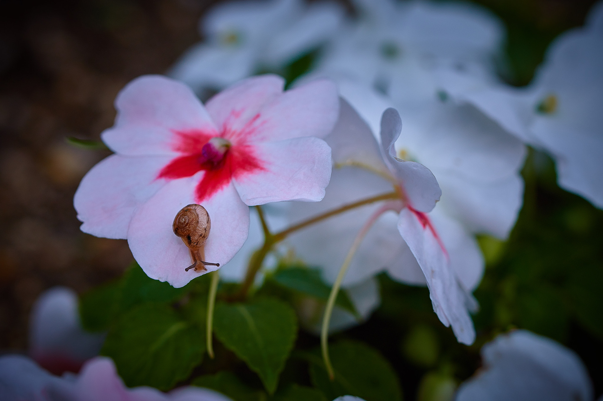 Canon EOS 70D + Tamron SP 90mm F2.8 Di VC USD 1:1 Macro (F004) sample photo. Leisurely stroll photography