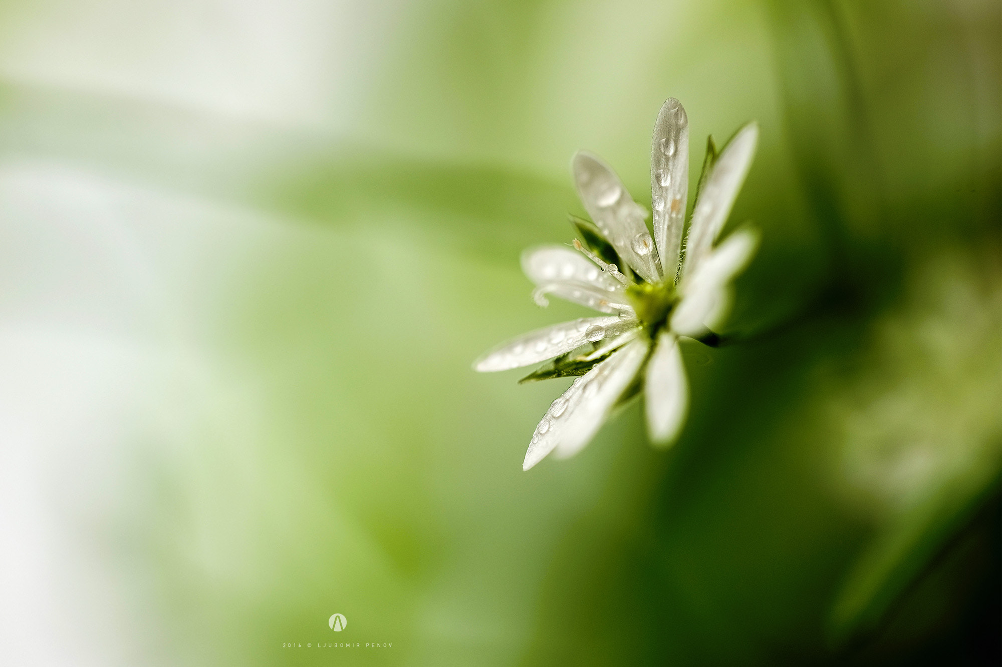 ZEISS Touit 50mm F2.8 sample photo. Fresh green photography
