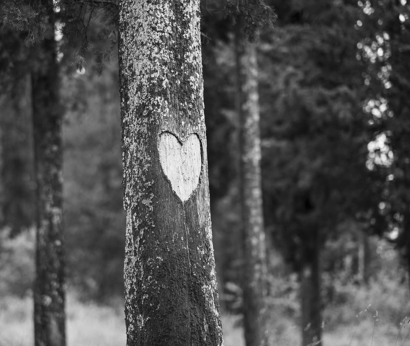 Fujifilm X-E2S + Fujifilm XF 56mm F1.2 R sample photo. Heart of tree photography