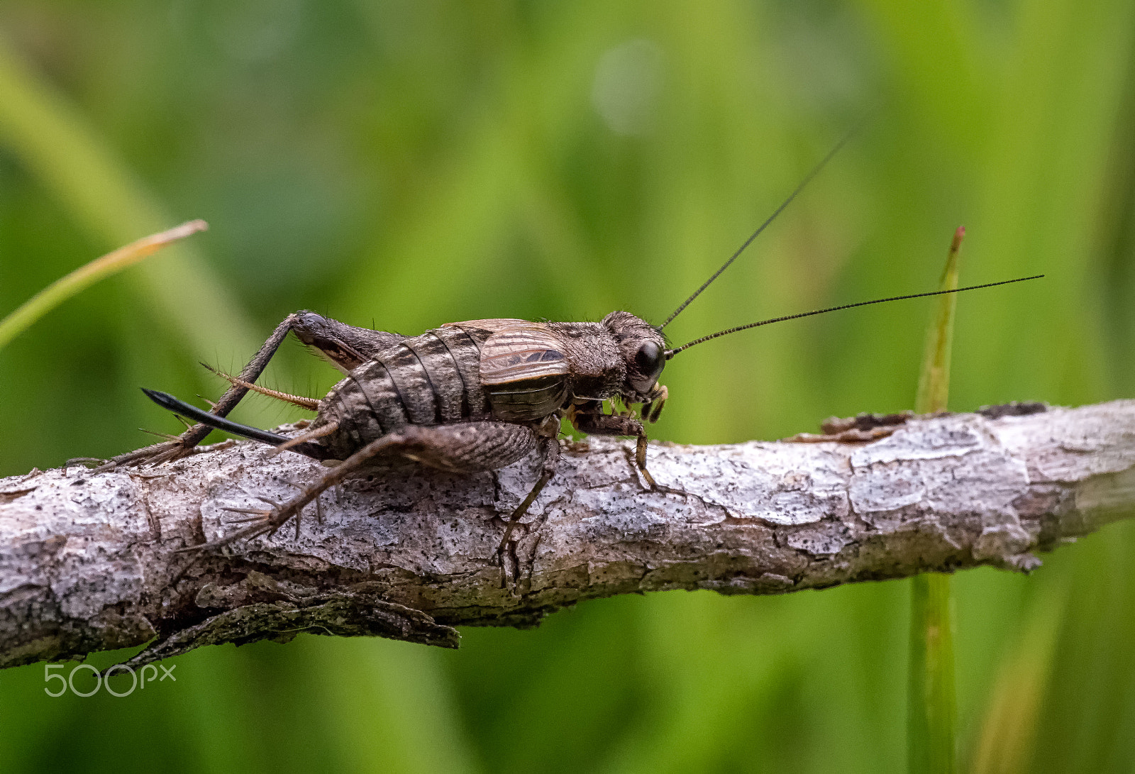 Panasonic Leica DG Macro-Elmarit 45mm F2.8 ASPH OIS sample photo. Female small field cricket photography