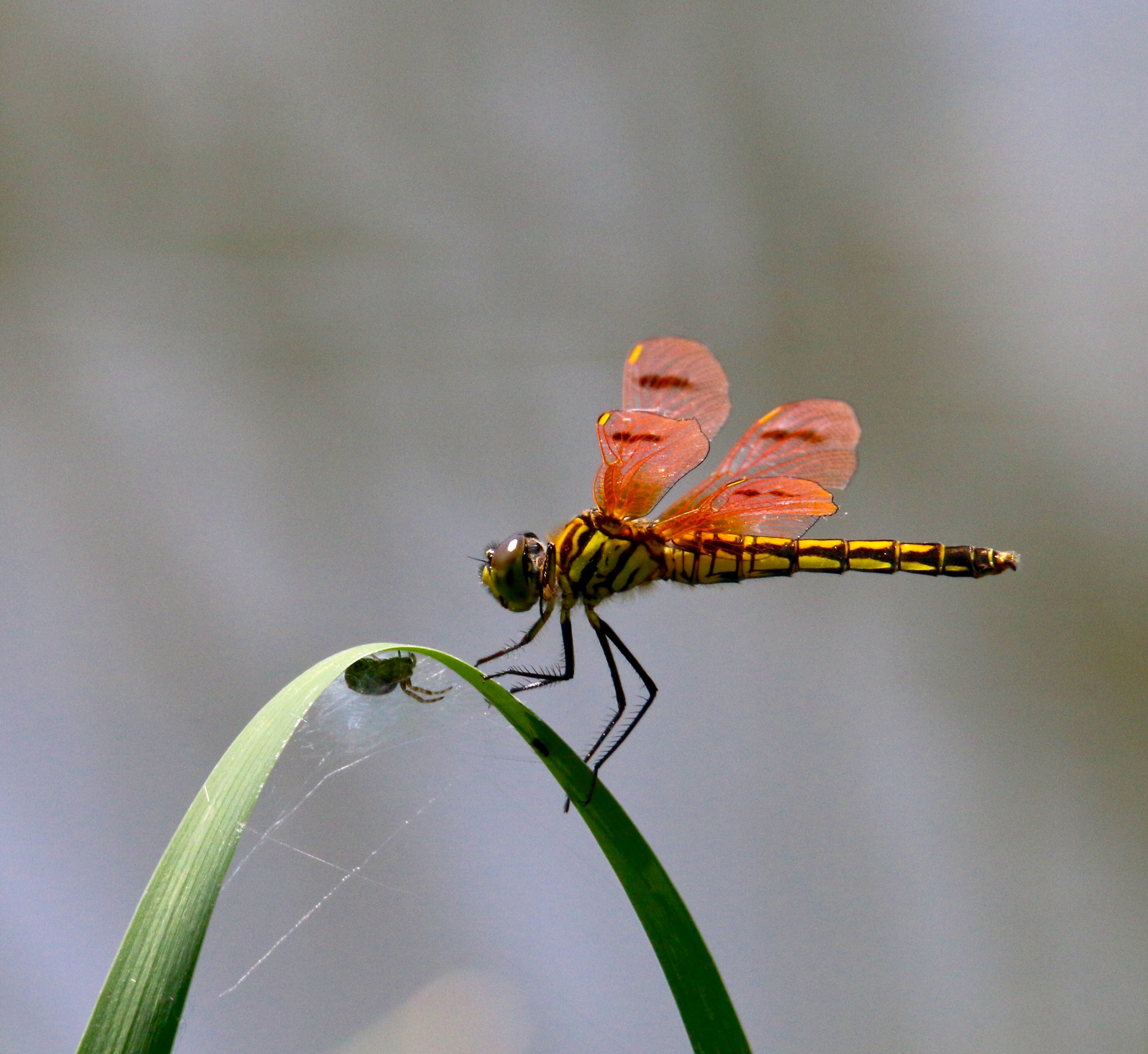 Sigma 150mm f/2.8 EX DG OS HSM APO Macro sample photo. 对视 photography