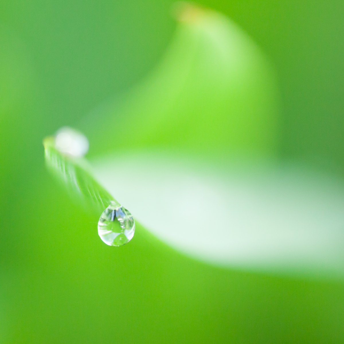 Canon EF-S 60mm F2.8 Macro USM sample photo. After the rain photography