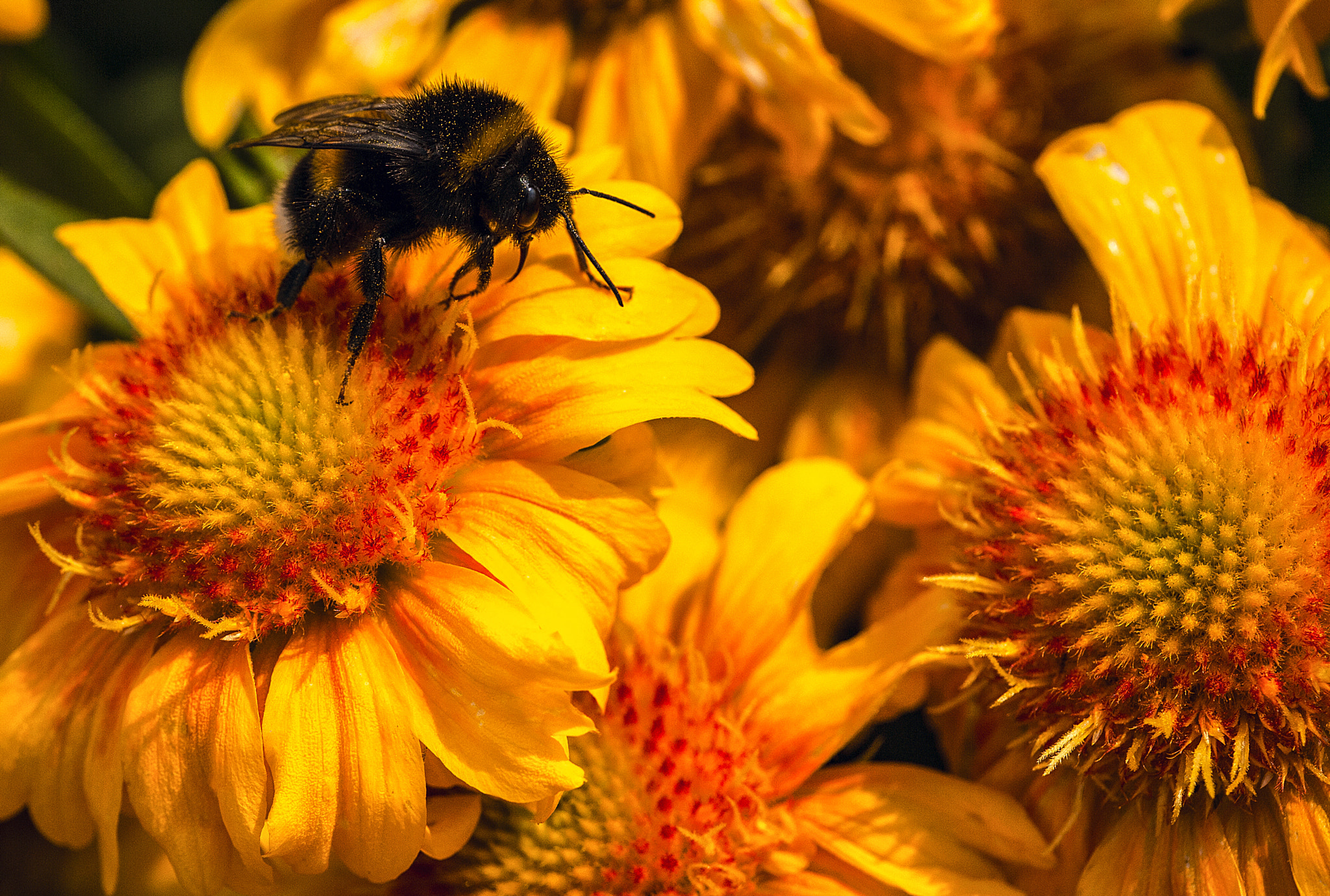 Panasonic Leica DG Macro-Elmarit 45mm F2.8 ASPH OIS sample photo. Farben photography