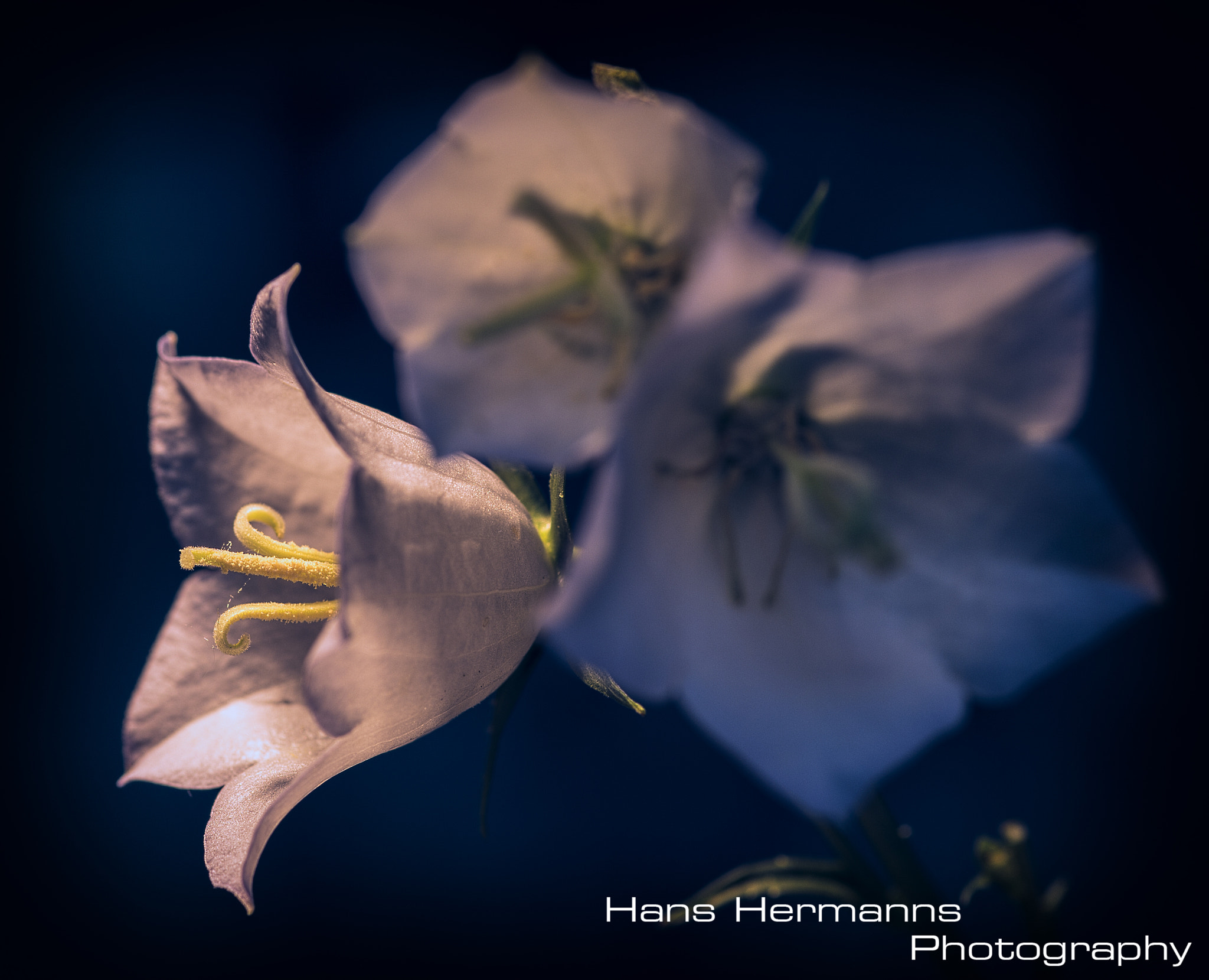 Sigma 105mm F2.8 EX DG Macro sample photo. Flower photography