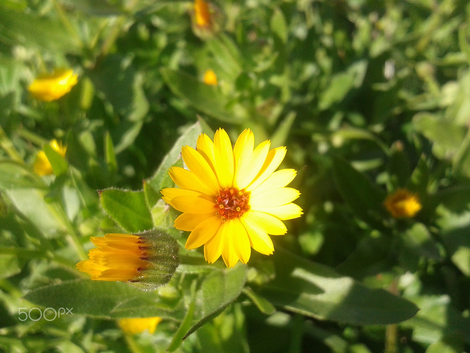 Samsung Galaxy S DUOS sample photo. 20160131_135035.jpg photography