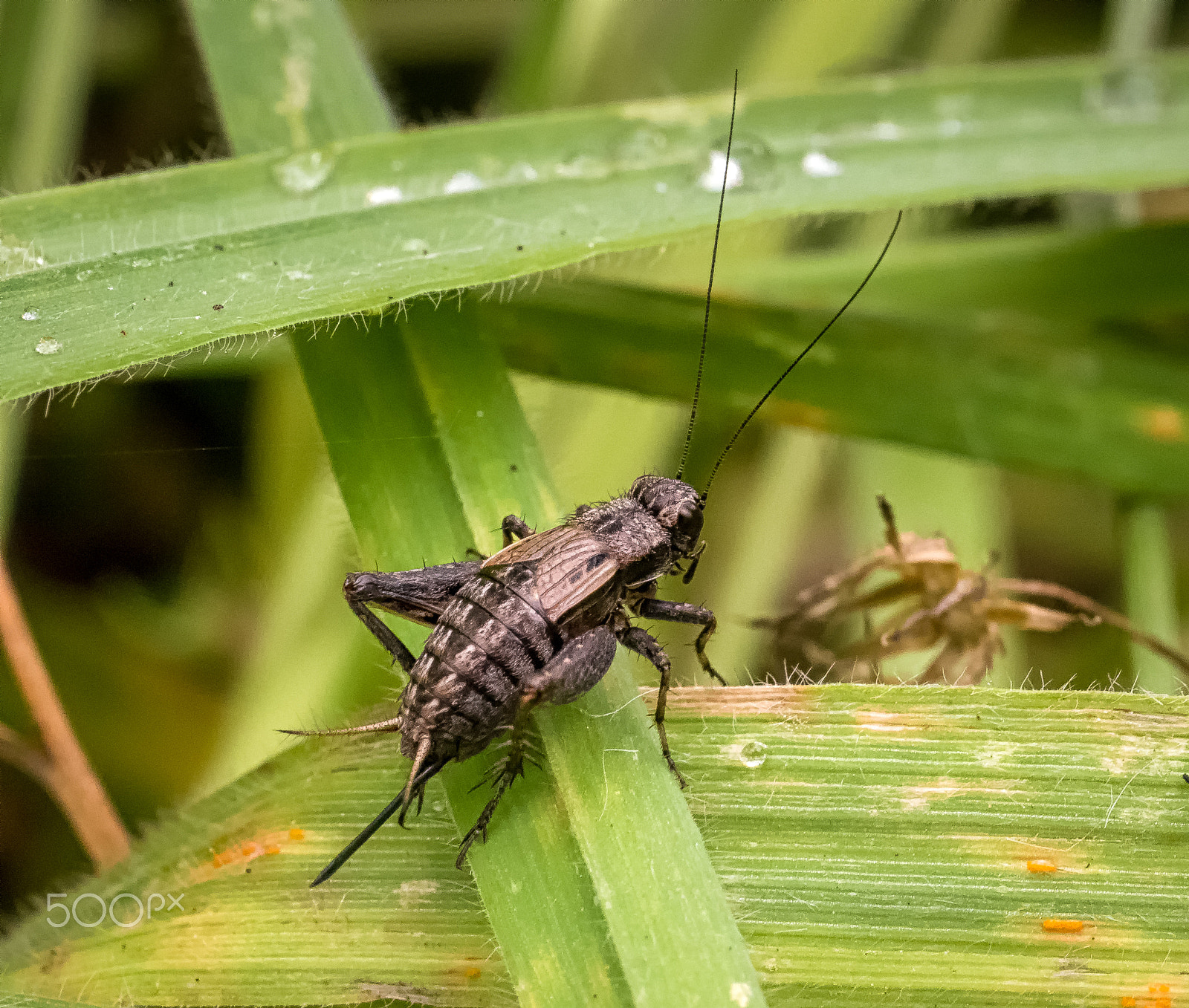 Panasonic Leica DG Macro-Elmarit 45mm F2.8 ASPH OIS sample photo. Female small field cricket photography