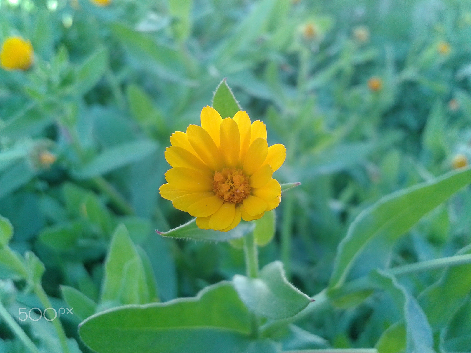 Samsung Galaxy S DUOS sample photo. 20160127_151320.jpg photography