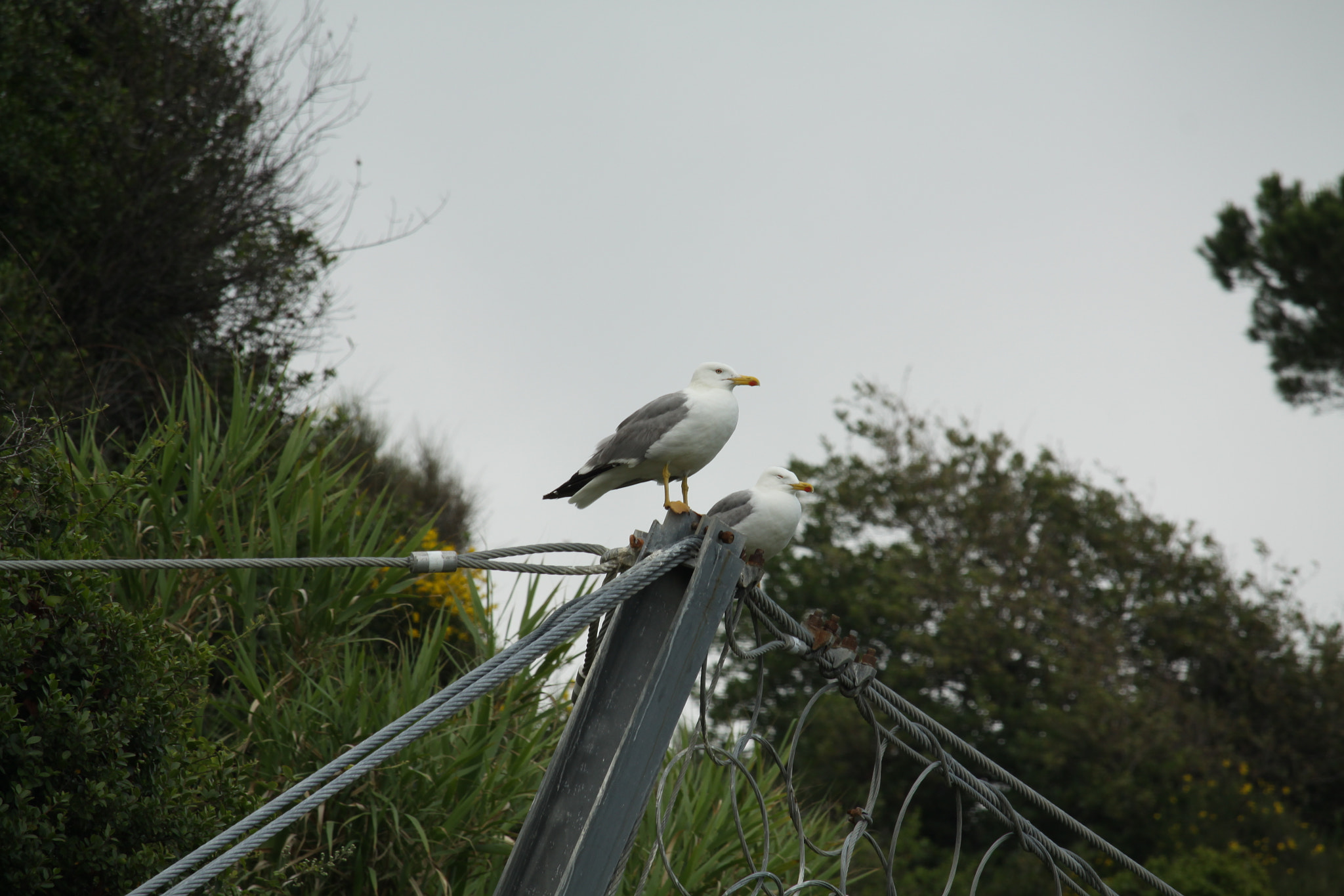 Canon EF-S 55-250mm F4-5.6 IS STM sample photo