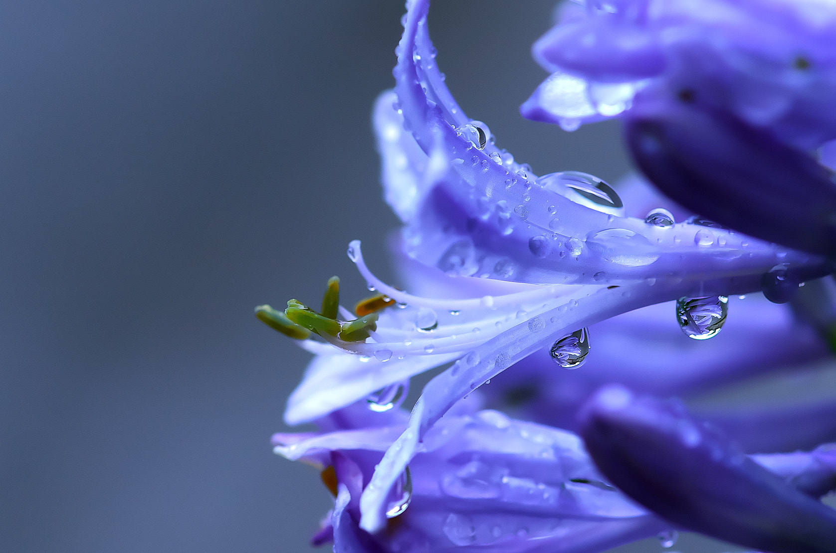 Pentax smc D-FA 100mm F2.8 Macro WR sample photo. Agapanthus photography