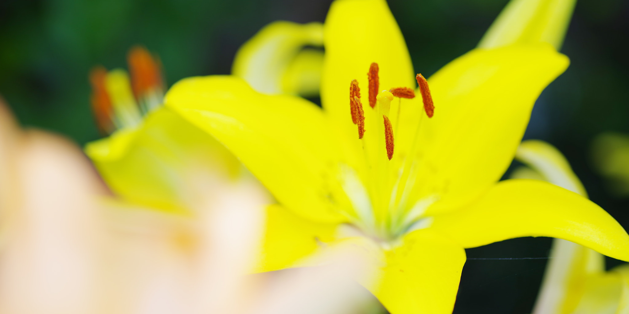 Pentax K-1 + Pentax smc D-FA 100mm F2.8 Macro WR sample photo. Lily photography