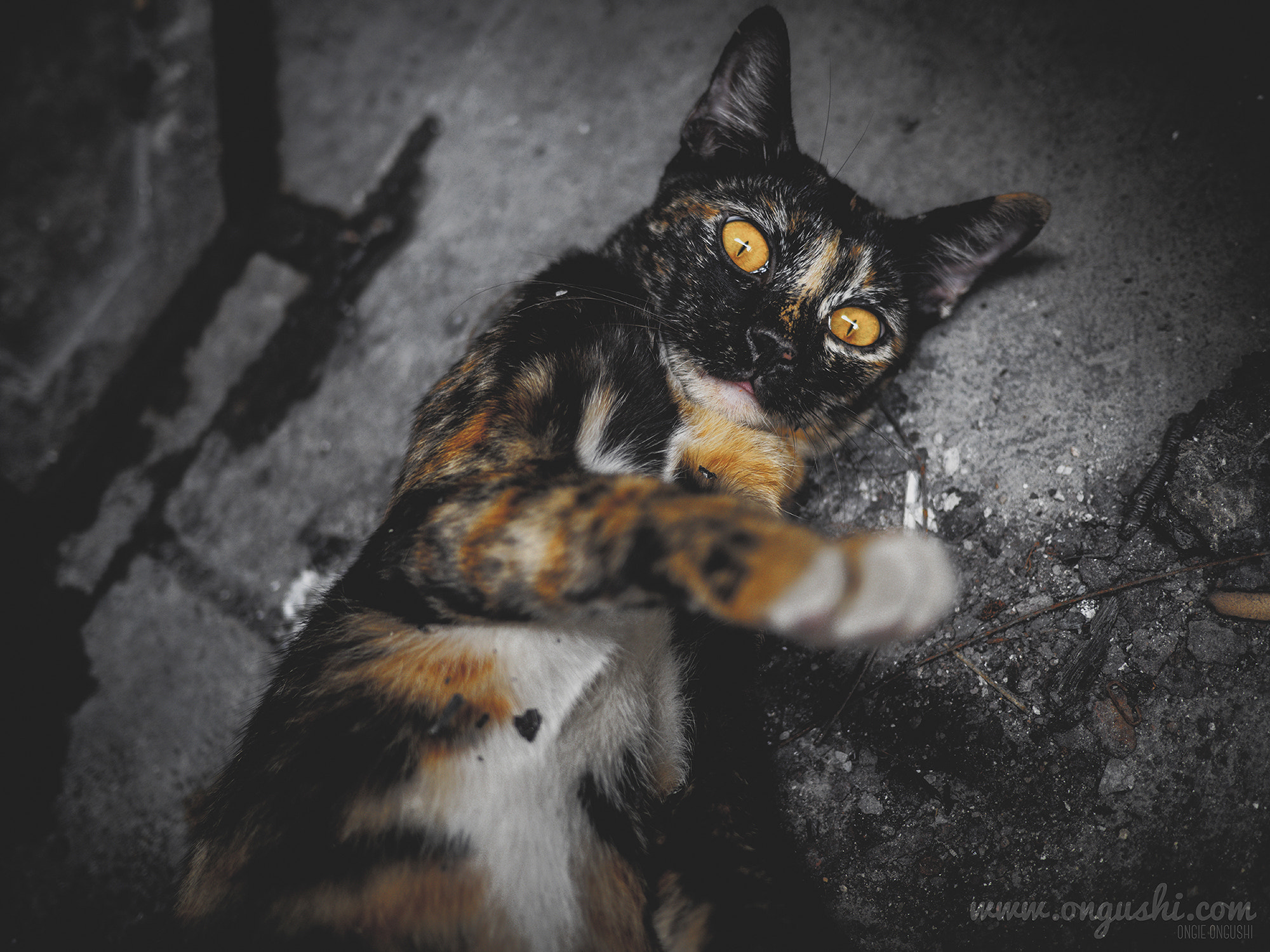 Olympus OM-D E-M10 II + LUMIX G 20/F1.7 II sample photo. Cat 91: give up! photography