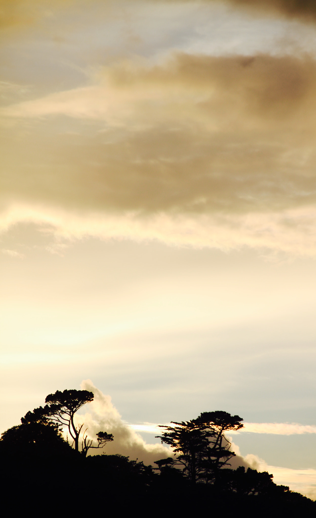 Canon 18-250mm sample photo. Tree line photography