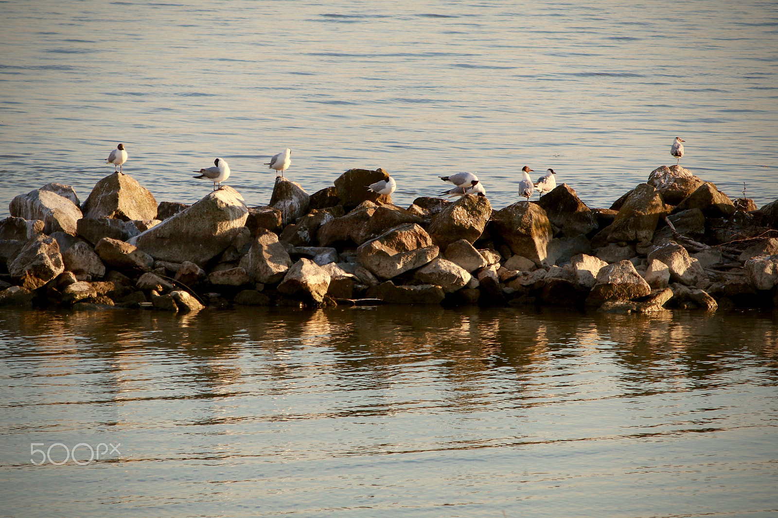 Sigma 50-200mm F4-5.6 DC OS HSM sample photo. Birds photography