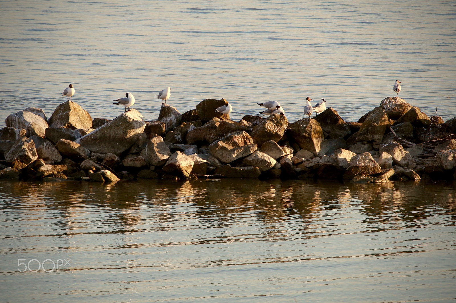 Canon EOS 80D + Sigma 50-200mm F4-5.6 DC OS HSM sample photo. Birds photography