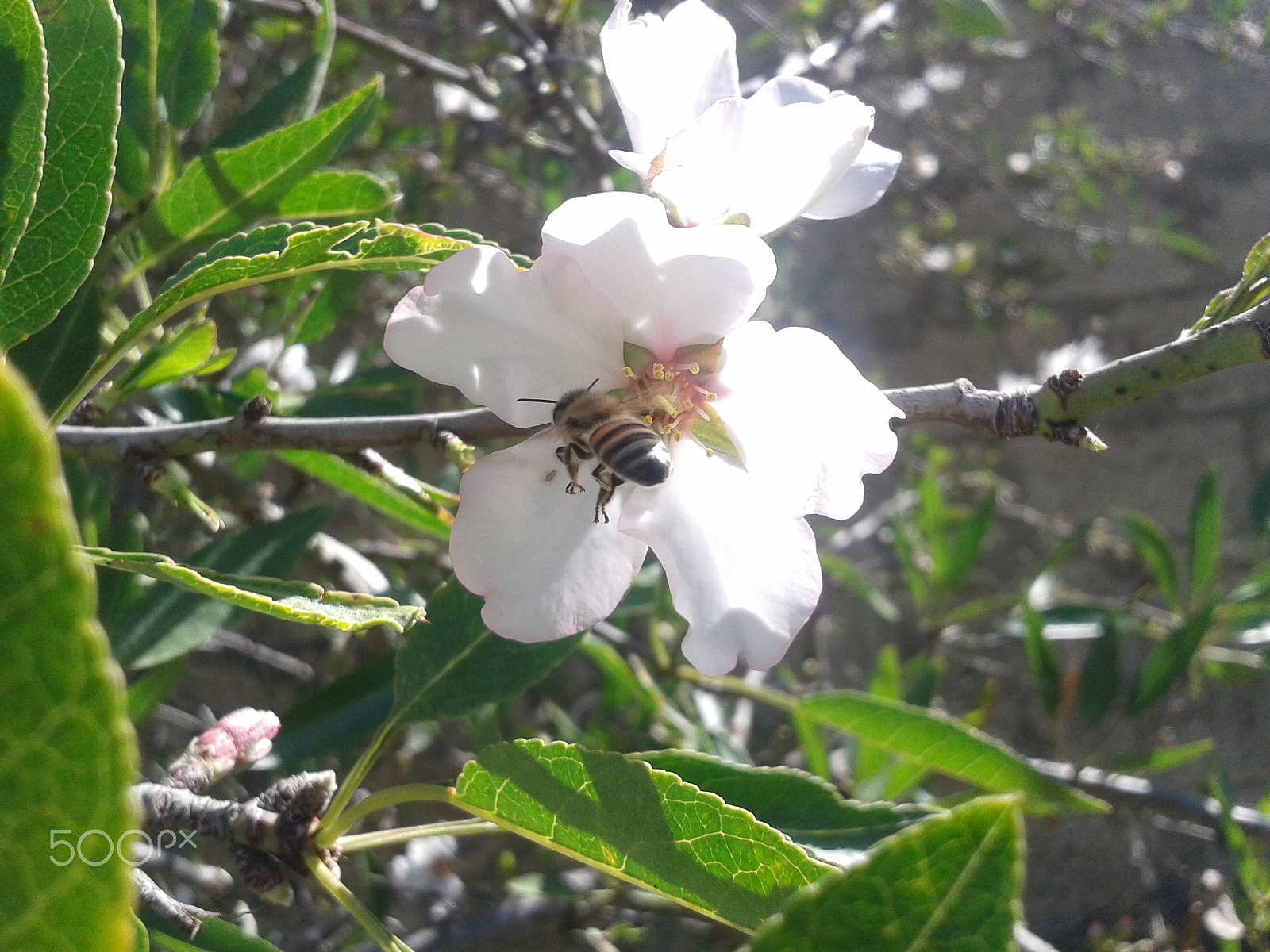 Samsung Galaxy S DUOS sample photo. 20160215_105004.jpg photography