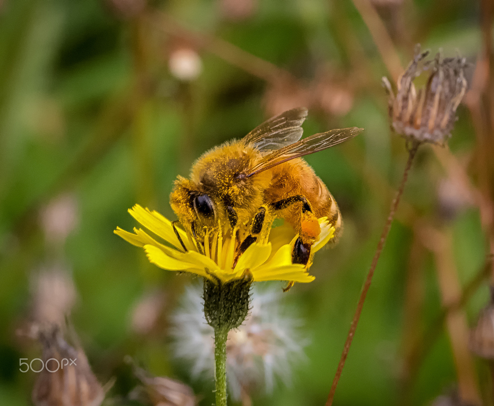 Panasonic Leica DG Macro-Elmarit 45mm F2.8 ASPH OIS sample photo. Honey bee on a hawkweed flower photography