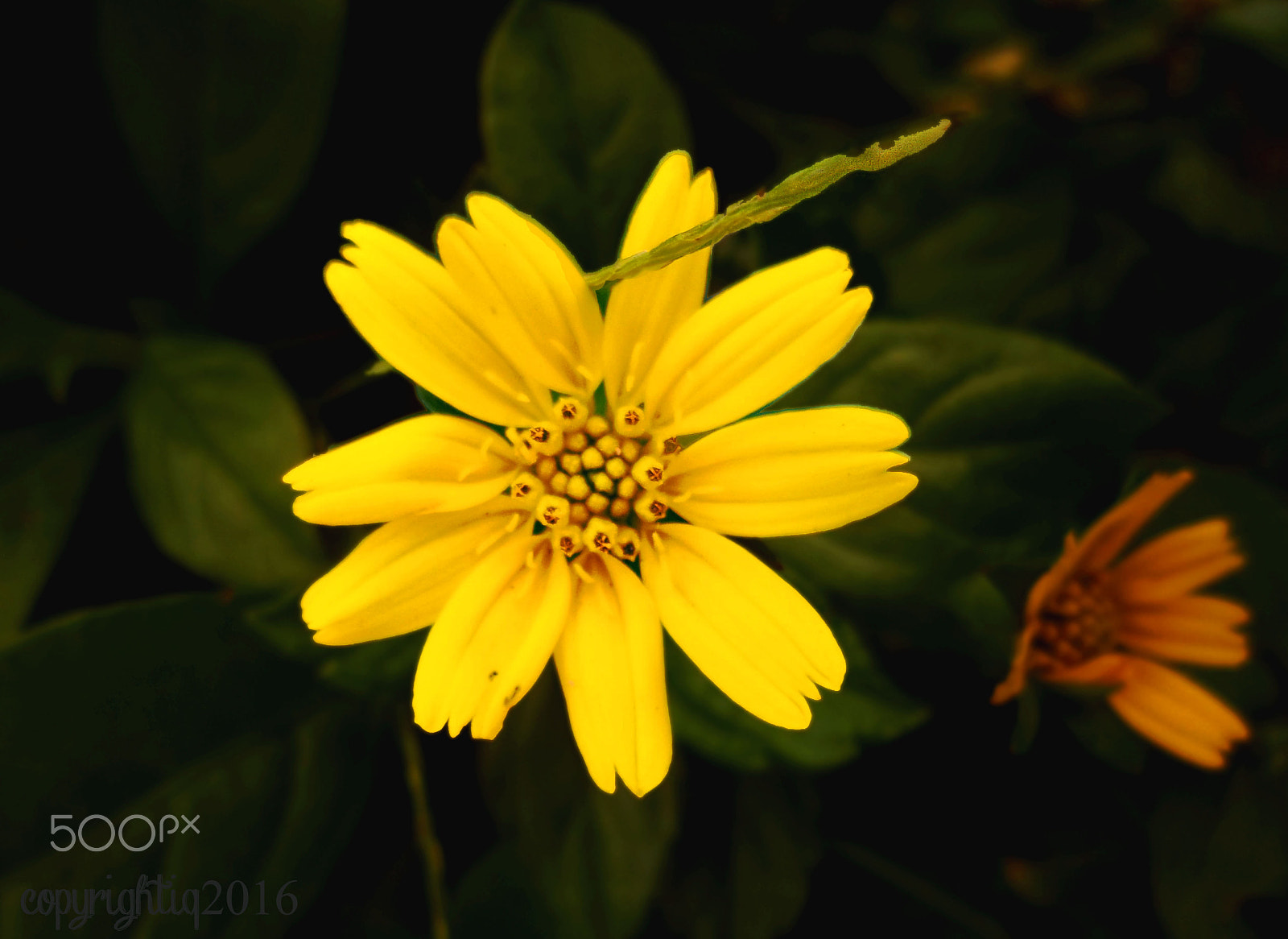Kodak EASYSHARE CAMERA, M23 sample photo. Little flowers photography