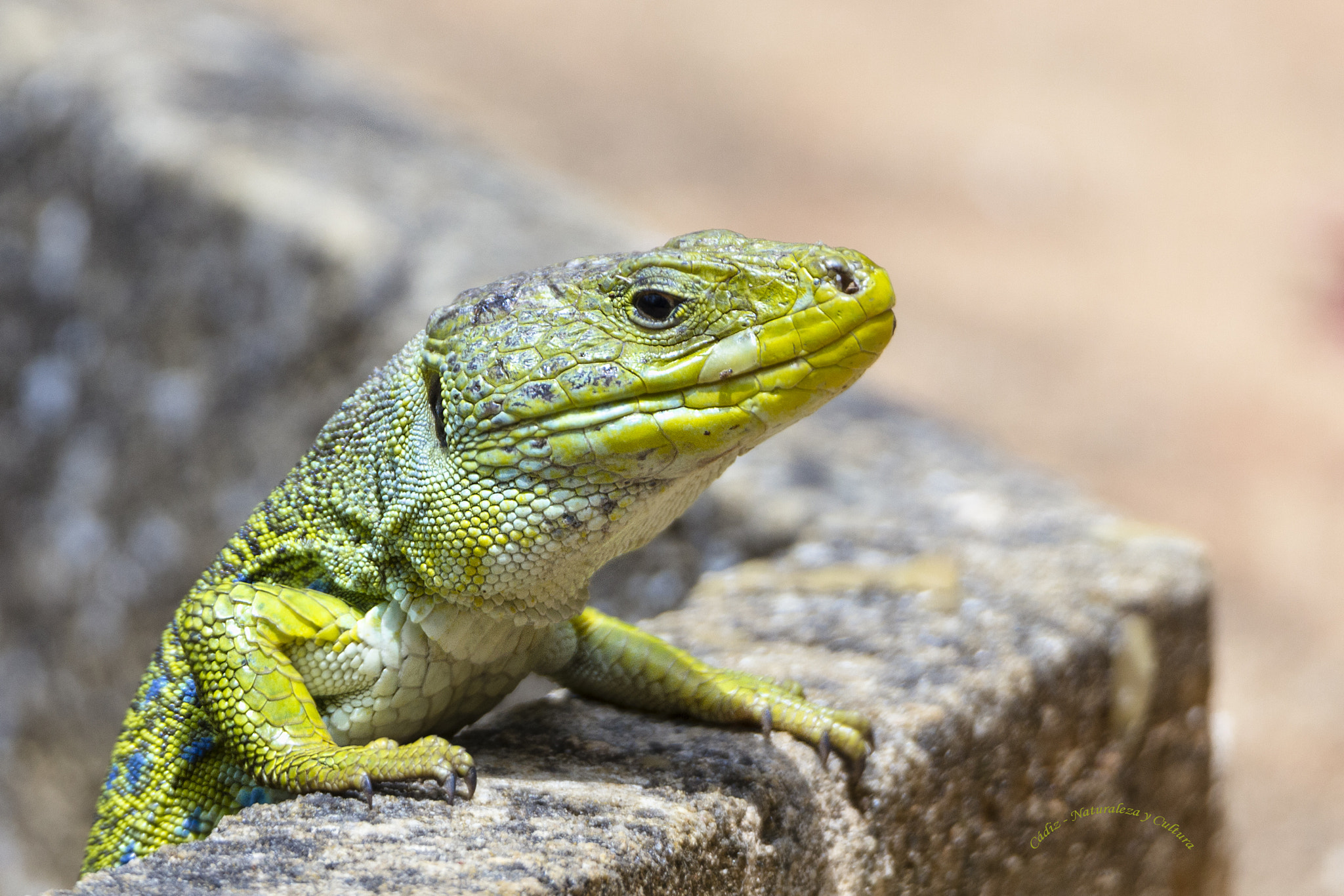 Tamron SP 150-600mm F5-6.3 Di VC USD sample photo. Tomando el sol ... photography