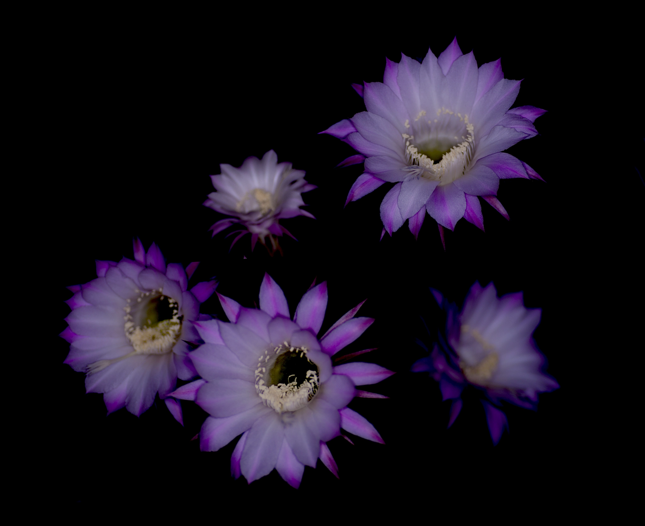 Canon EOS 5D Mark II + Tamron SP AF 90mm F2.8 Di Macro sample photo. Flower of cactus（サボテンの花） photography