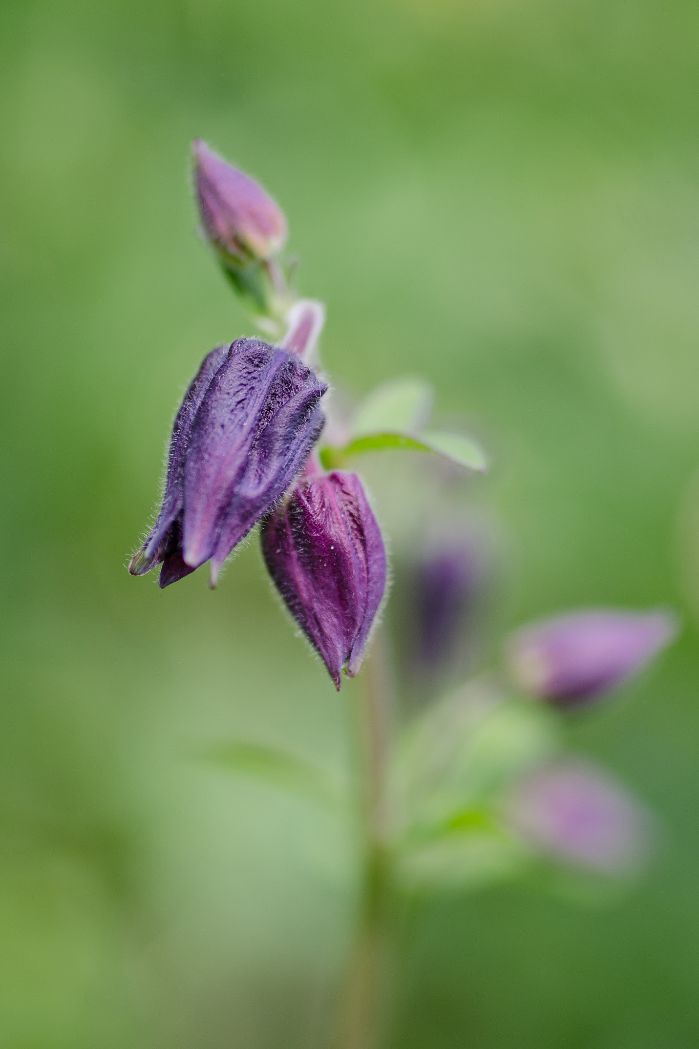 Nikon D7000 + Sigma 50mm F2.8 EX DG Macro sample photo. Northern summer flowers photography