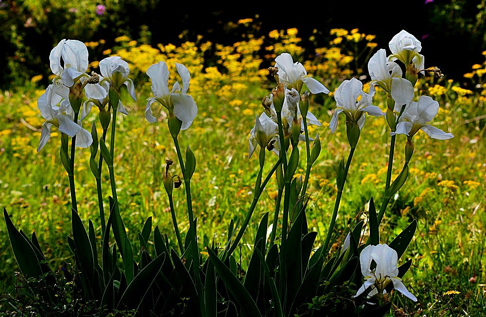 Nikon D7100 + Sigma 70-300mm F4-5.6 APO Macro Super II sample photo. White lilies photography