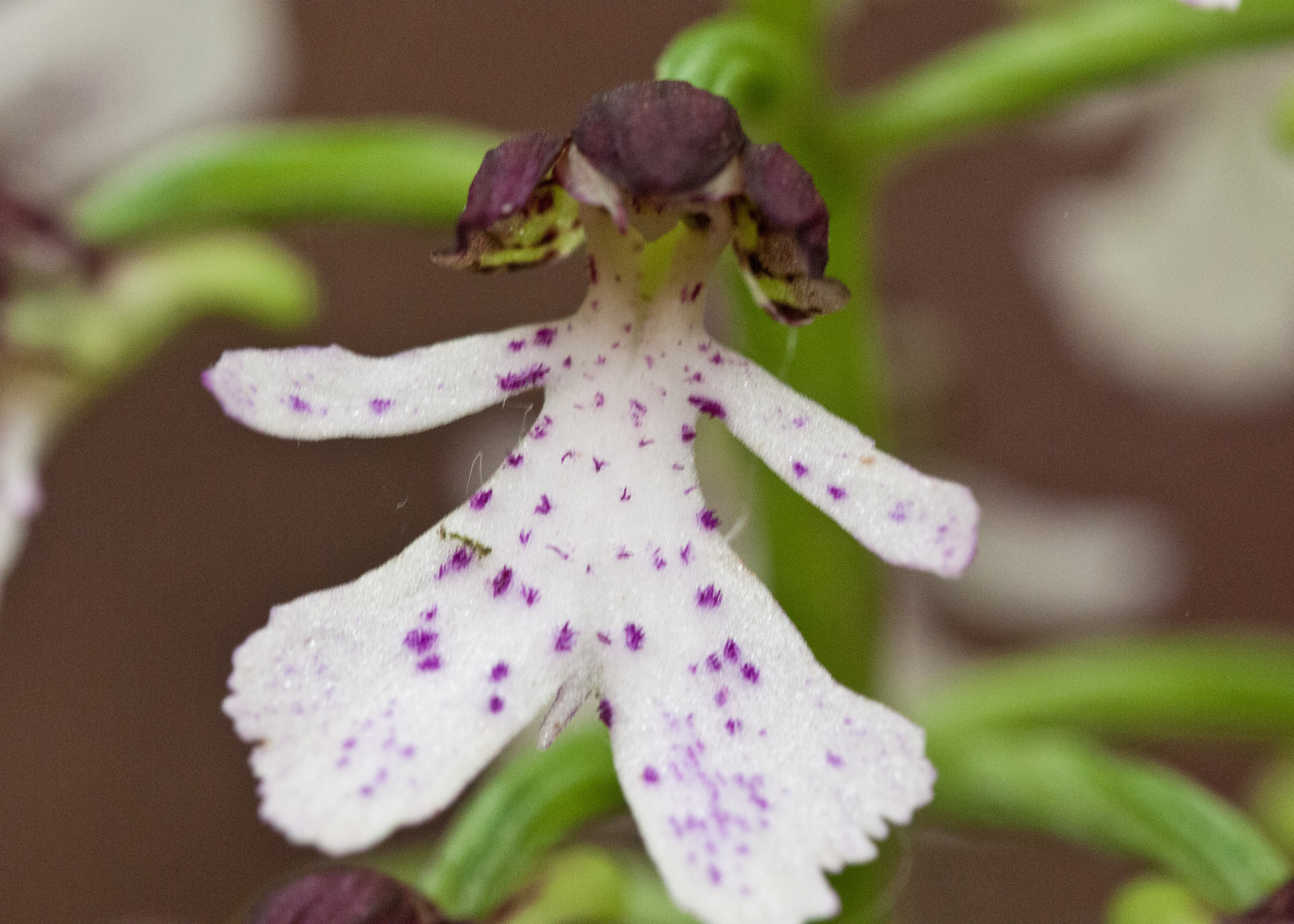 Sigma 105mm F2.8 EX DG OS HSM sample photo. Lady orchid photography