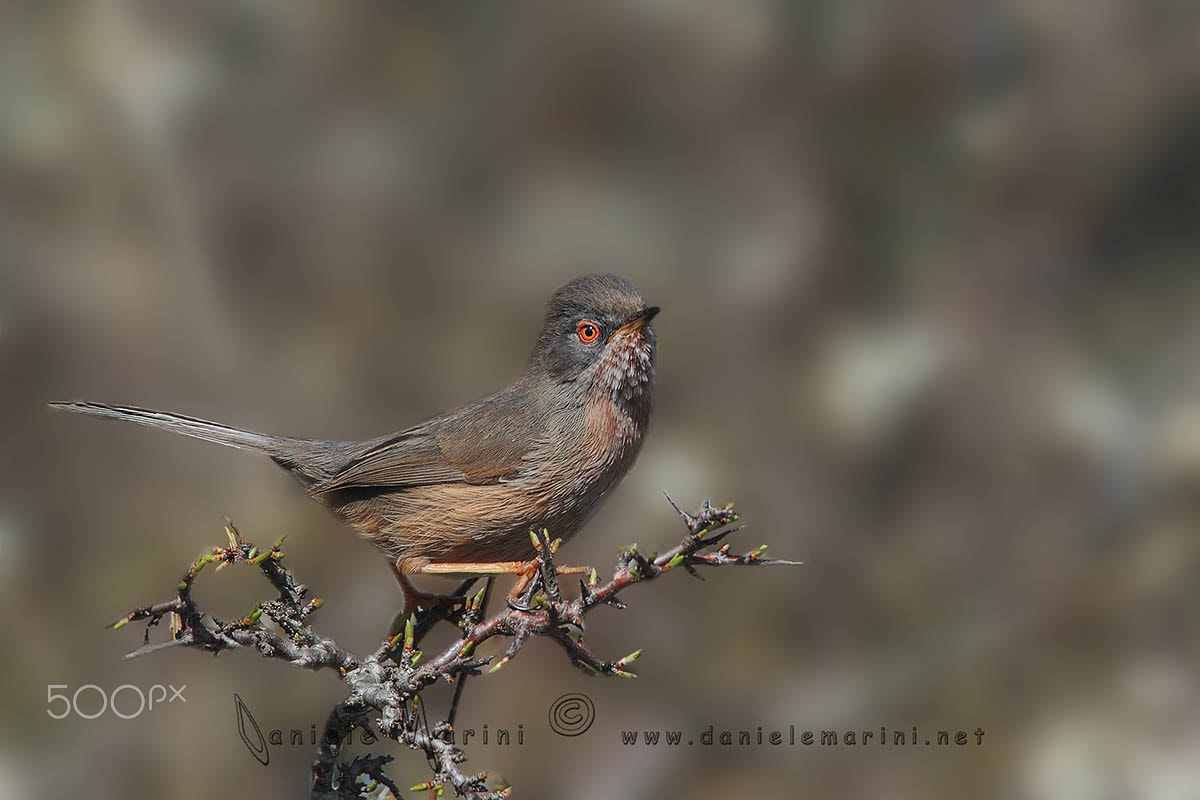 Canon EF 600mm F4L IS USM sample photo. Dartford warbler - magnanina - (sylvia undata) photography