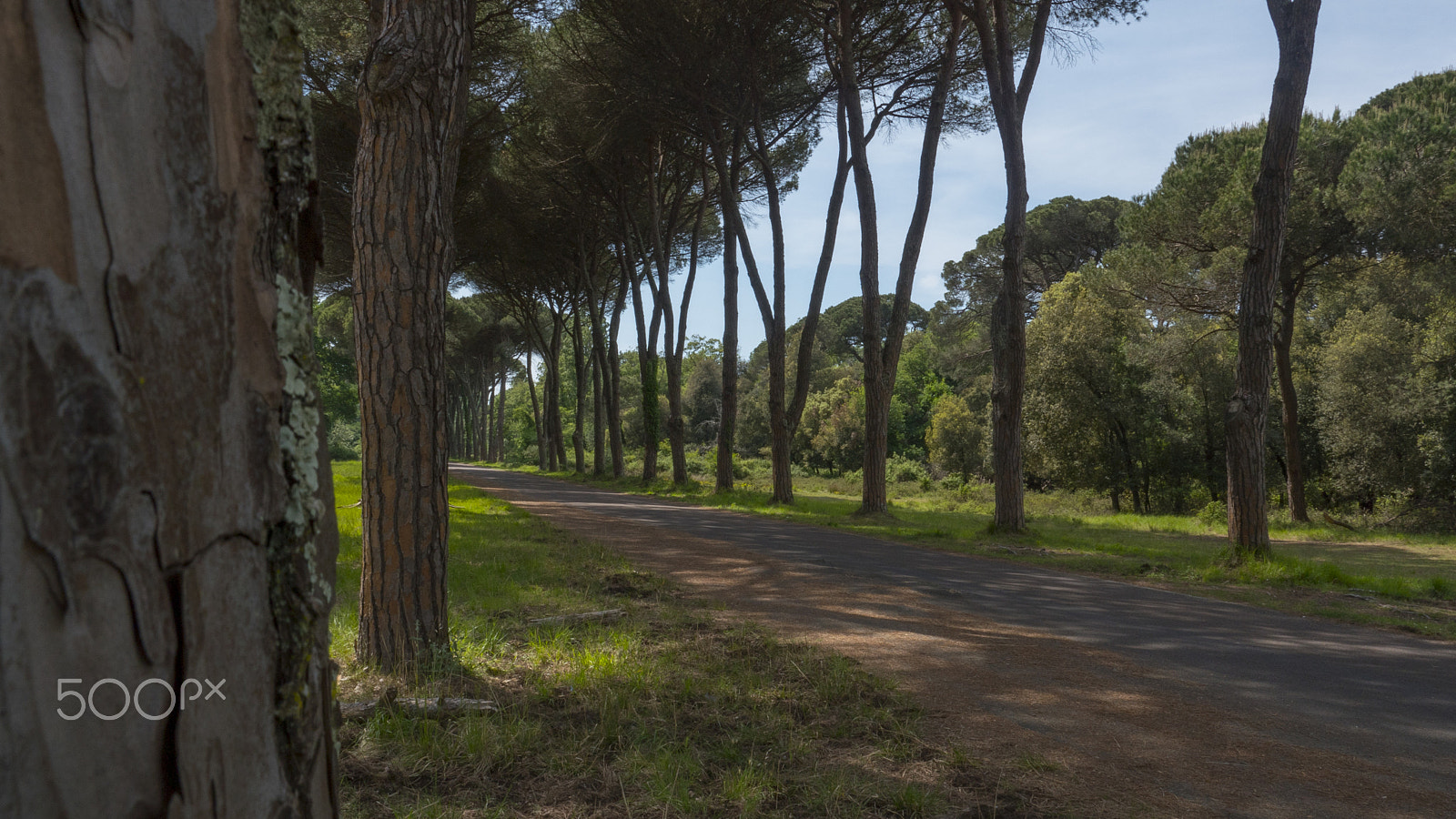 Panasonic Lumix DMC-GH4 sample photo. Dirt road and avenue in italy the late summer photography