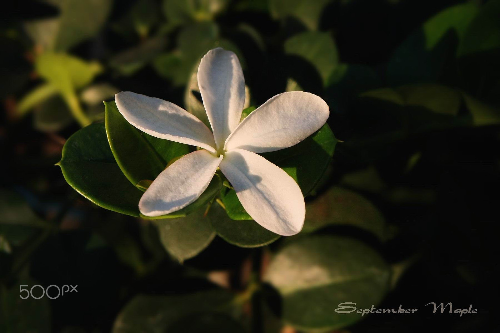 Sony NEX-5C sample photo. 清晨的铁茉莉 1 photography