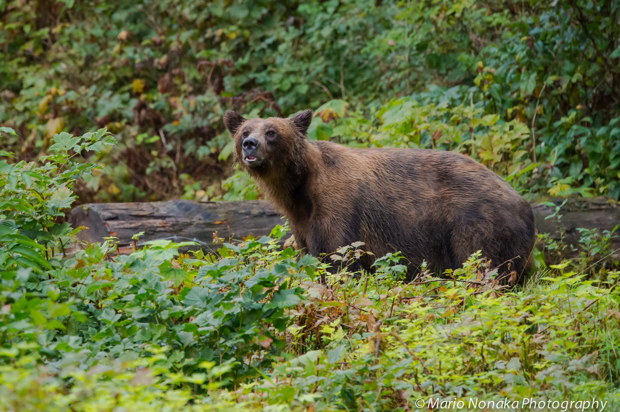 Sigma 150-600mm F5-6.3 DG OS HSM | S sample photo. Grizzly sow photography