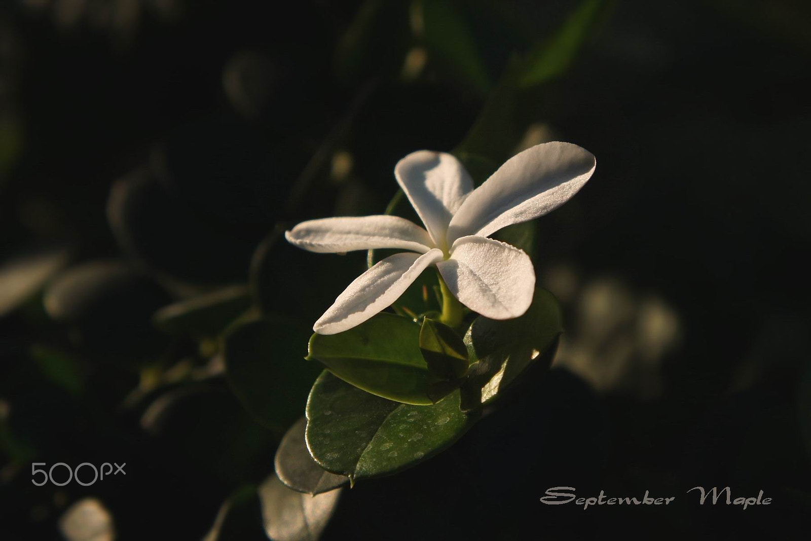 Sony NEX-5C sample photo. 清晨的铁茉莉 2 photography